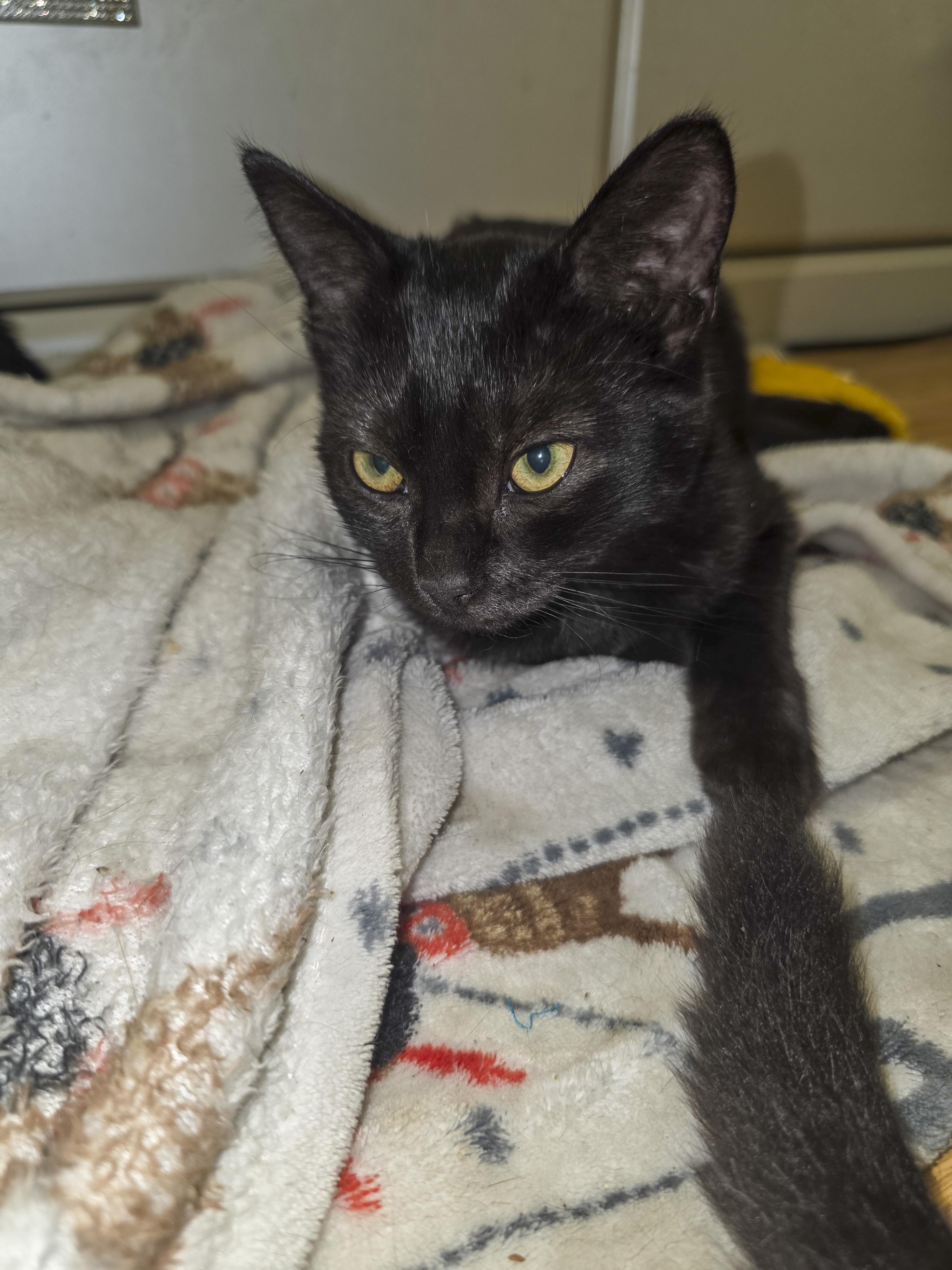 Liv, a Adoptable Domestic Short Hair in Vallejo, CA image 2/5