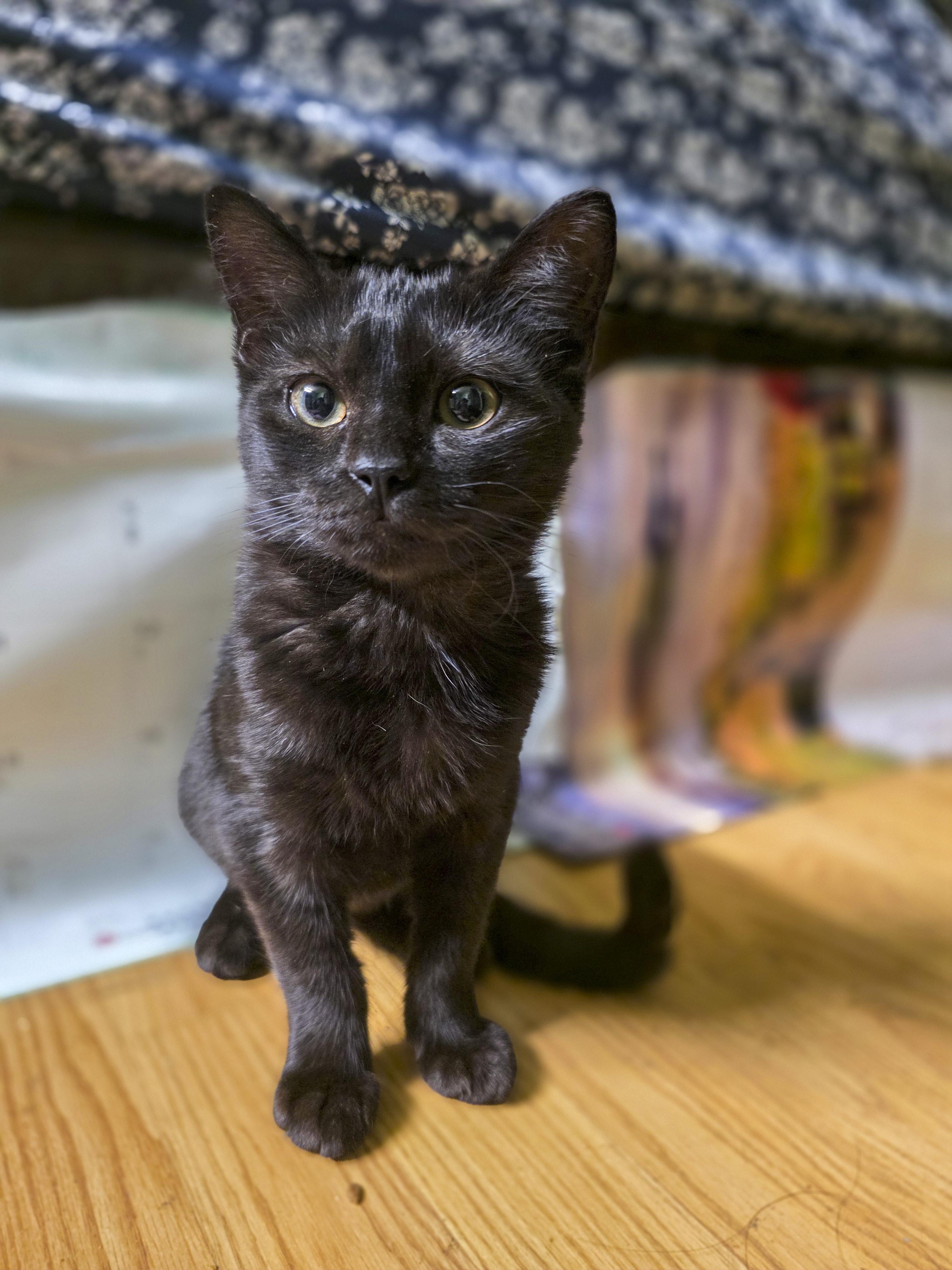 Liv, a Adoptable Domestic Short Hair in Vallejo, CA image 1/5