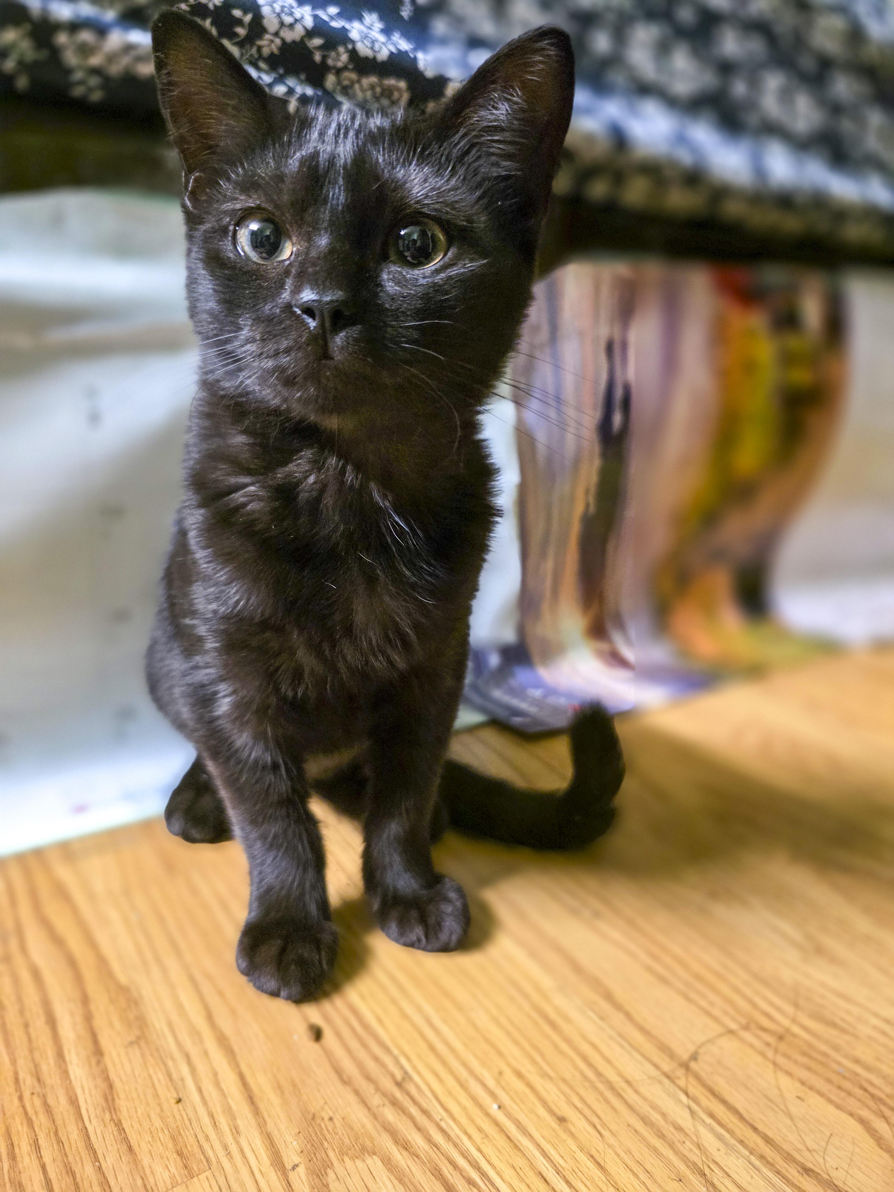 Liv, a Adoptable Domestic Short Hair in Vallejo, CA image 3/5