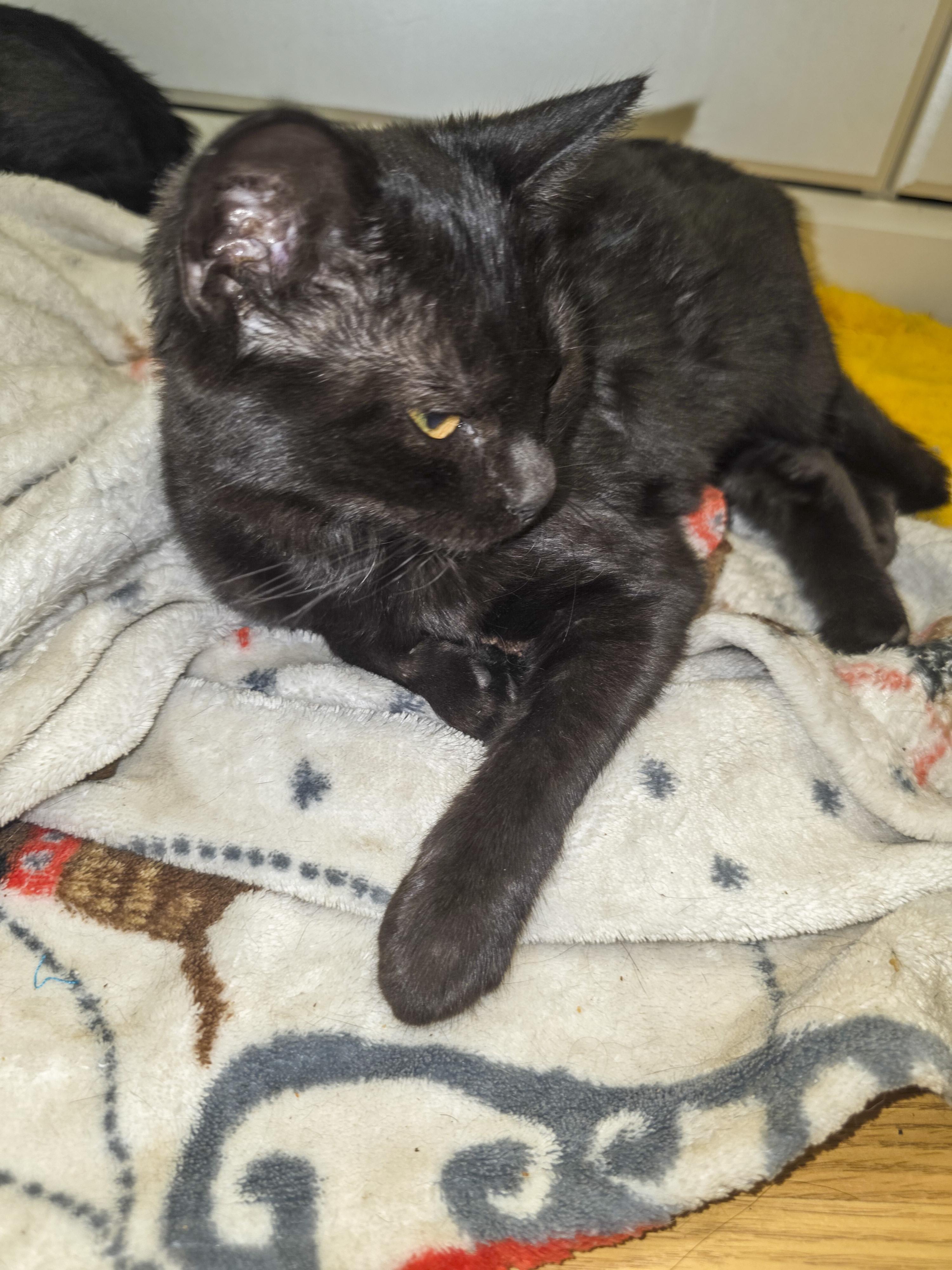 Liv, a Adoptable Domestic Short Hair in Vallejo, CA image 4/5