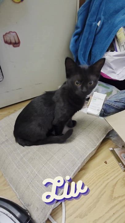 Enlarge Liv, a Adoptable Domestic Short Hair in Vallejo, CA video 5/5