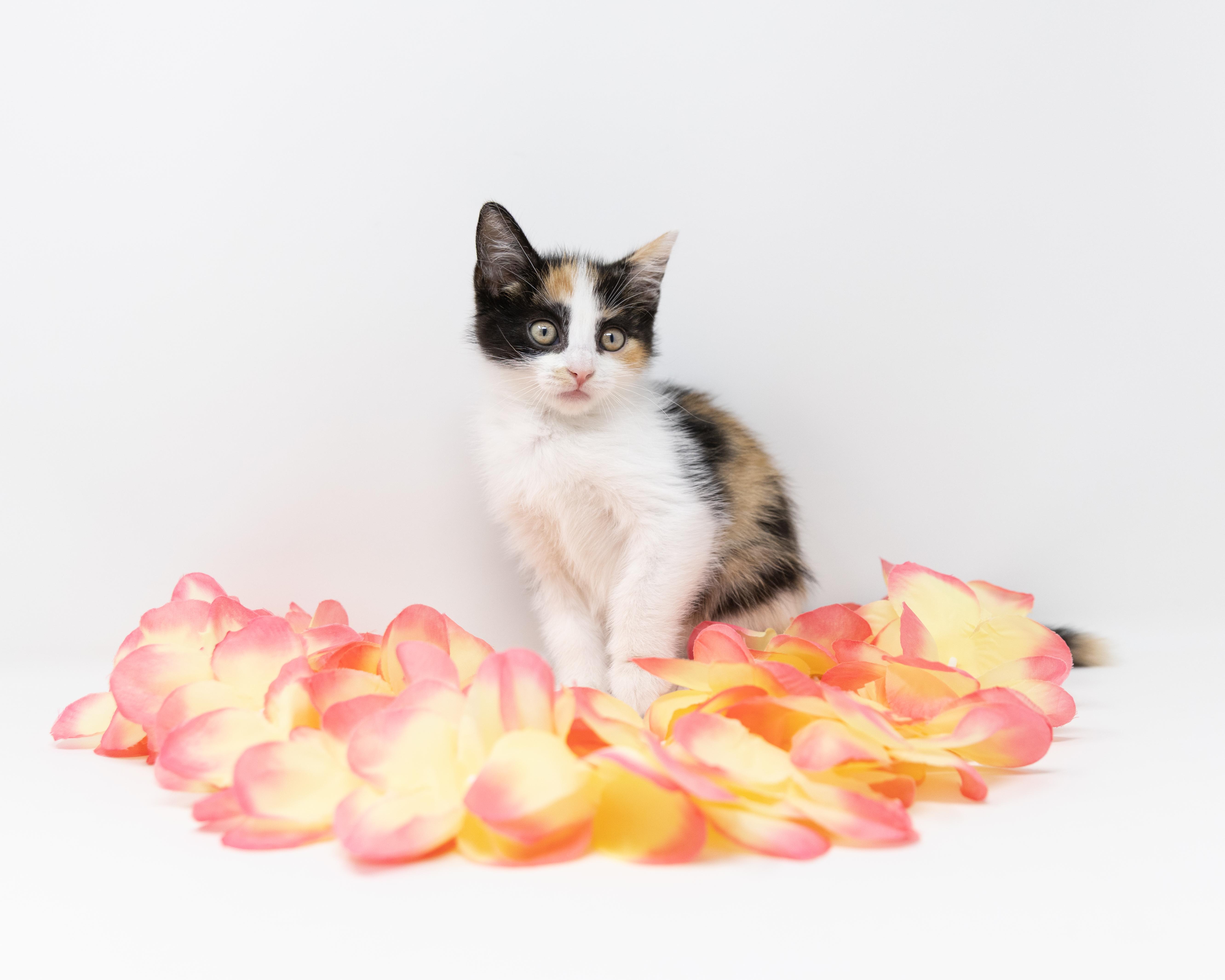 Enlarge Emily, an adopted Calico in Trophy Club, TX image 5/5