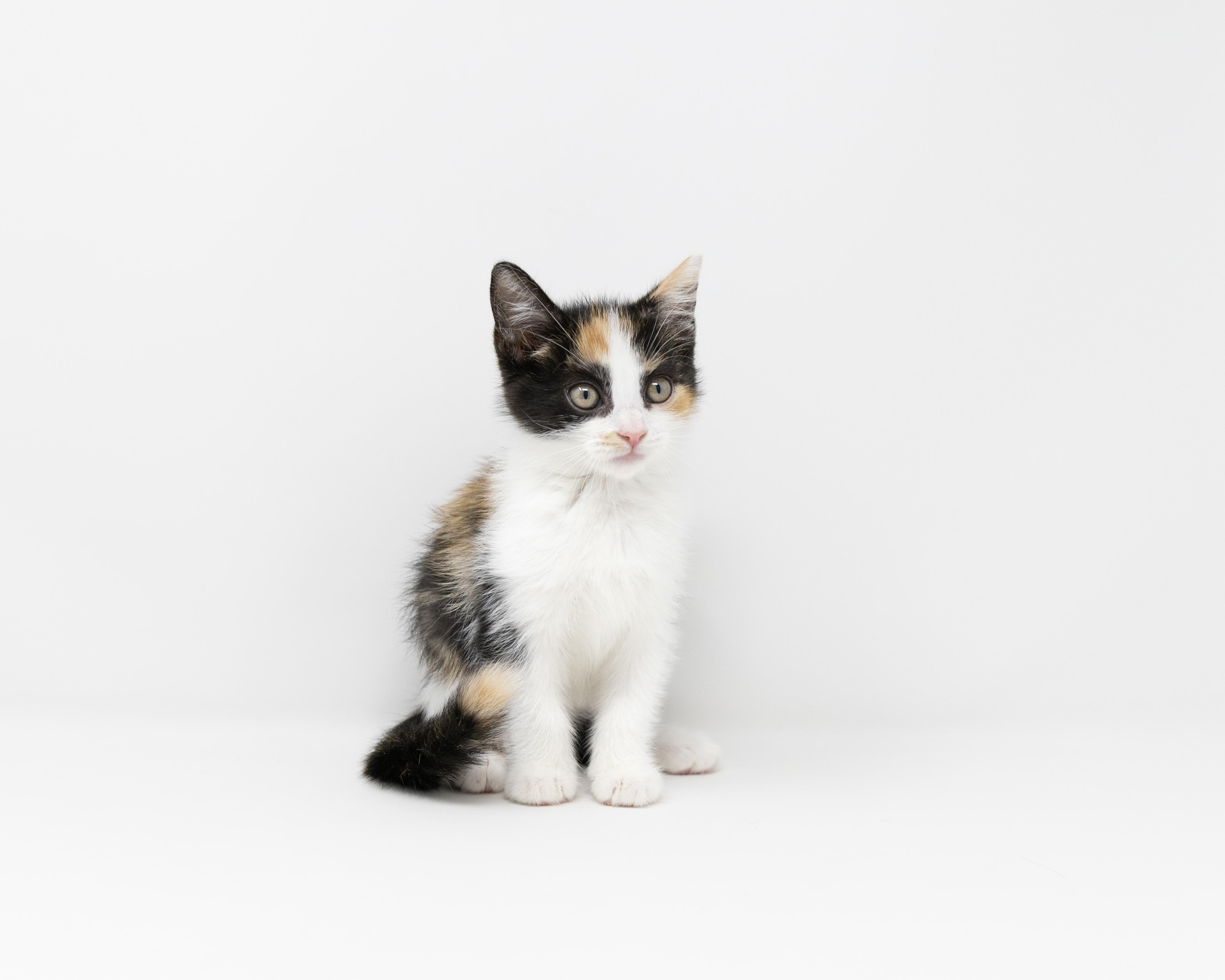 Enlarge Emily, an adopted Calico in Trophy Club, TX image 4/5