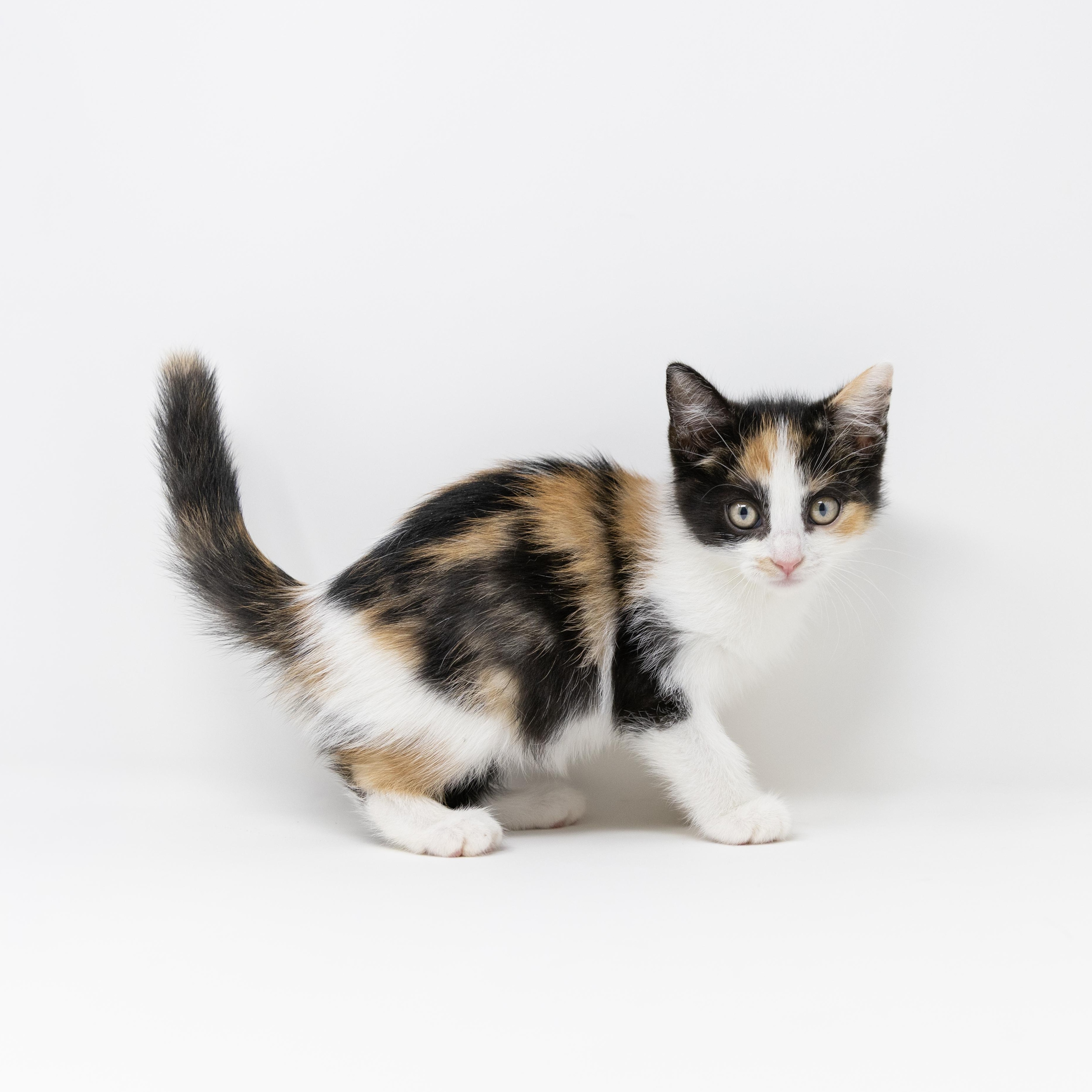 Enlarge Emily, an adopted Calico in Trophy Club, TX image 2/5