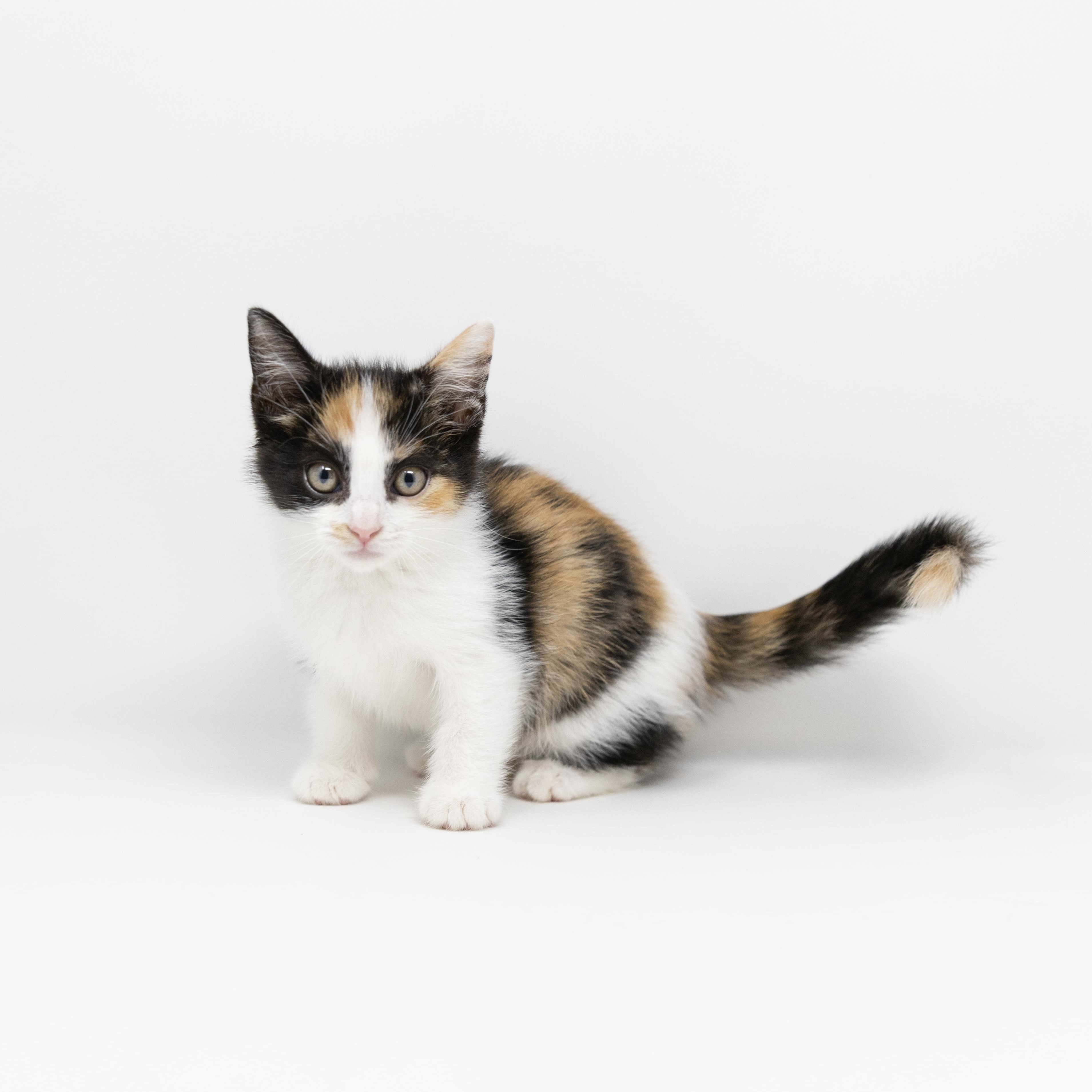 Emily, adopted, Kitten Female Calico.