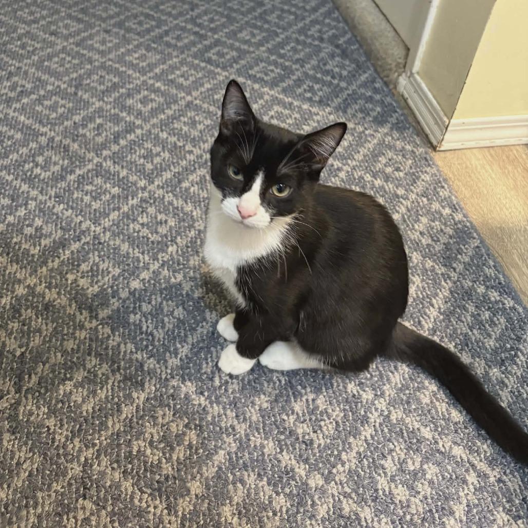 Enlarge Glozelle, a Adoptable Domestic Short Hair in Abbotsford, BC image 1/6