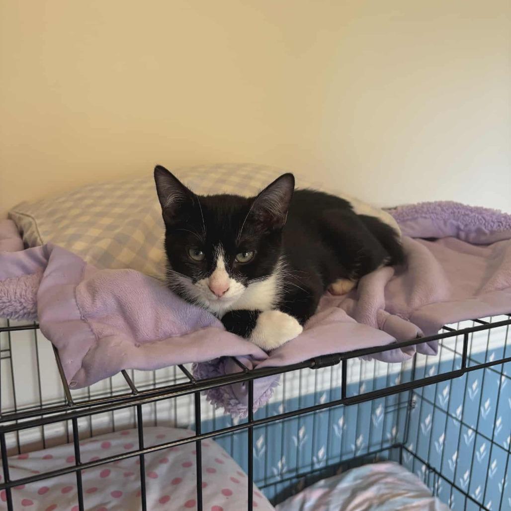 Enlarge Glozelle, a Adoptable Domestic Short Hair in Abbotsford, BC image 2/6