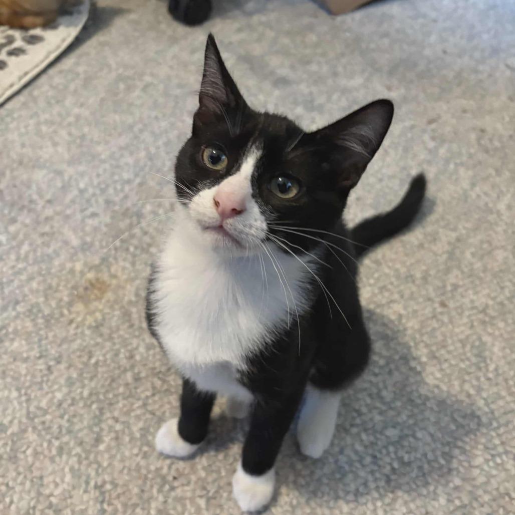 Enlarge Glozelle, a Adoptable Domestic Short Hair in Abbotsford, BC image 3/6