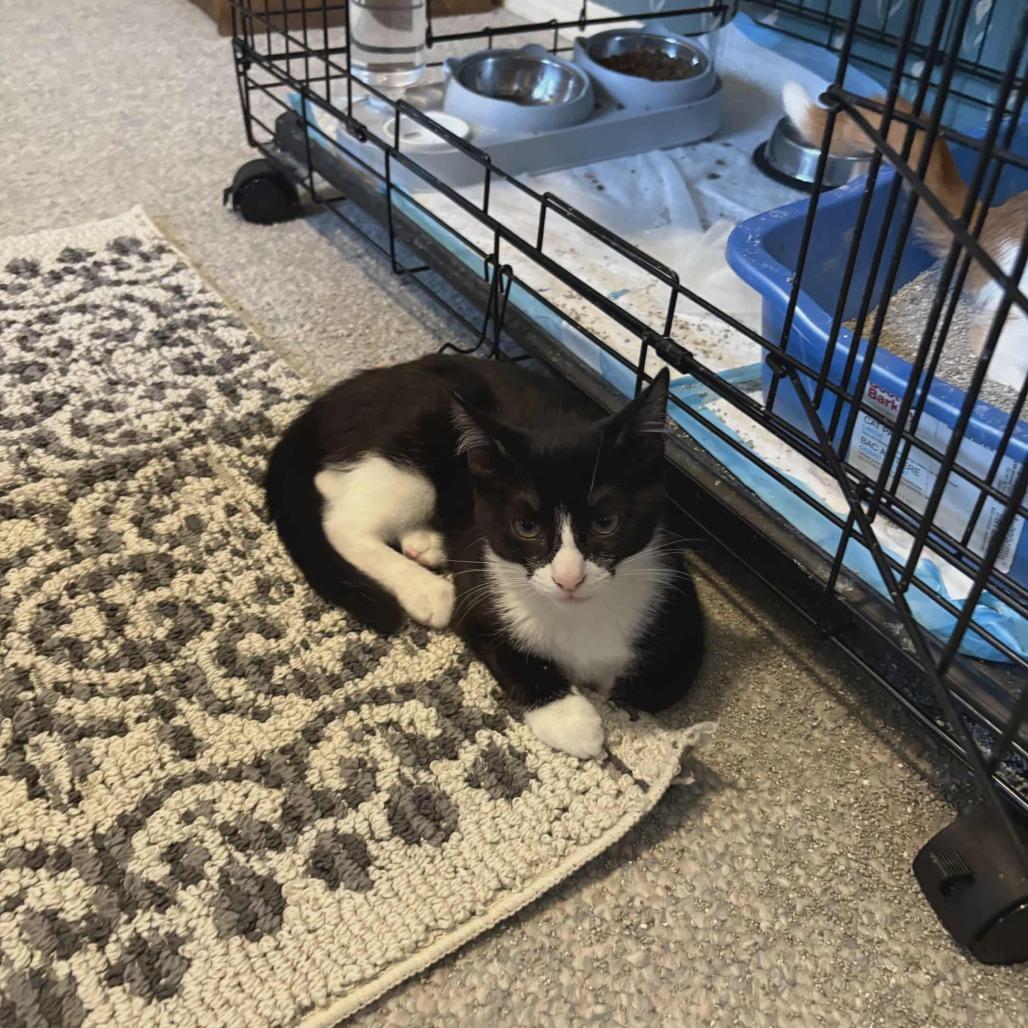 Enlarge Glozelle, a Adoptable Domestic Short Hair in Abbotsford, BC image 4/6