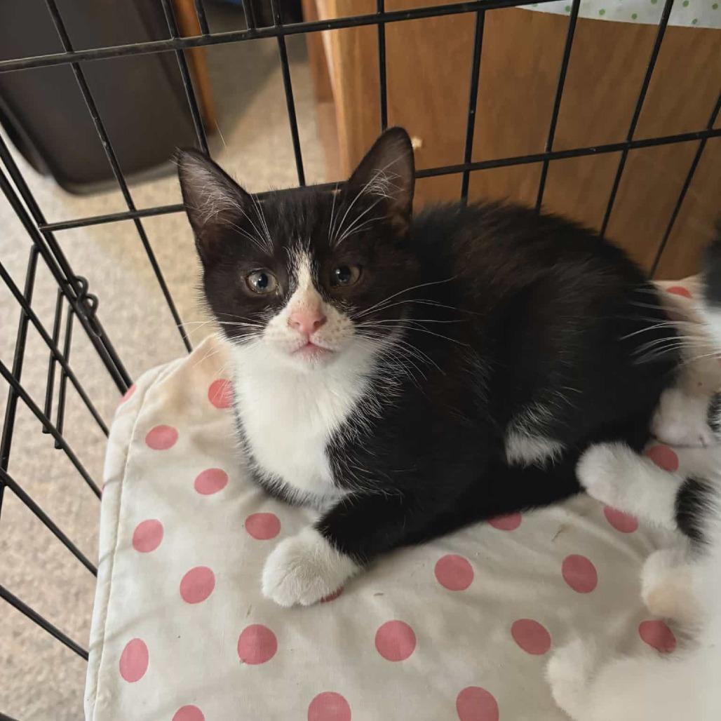 Enlarge Glozelle, a Adoptable Domestic Short Hair in Abbotsford, BC image 5/6