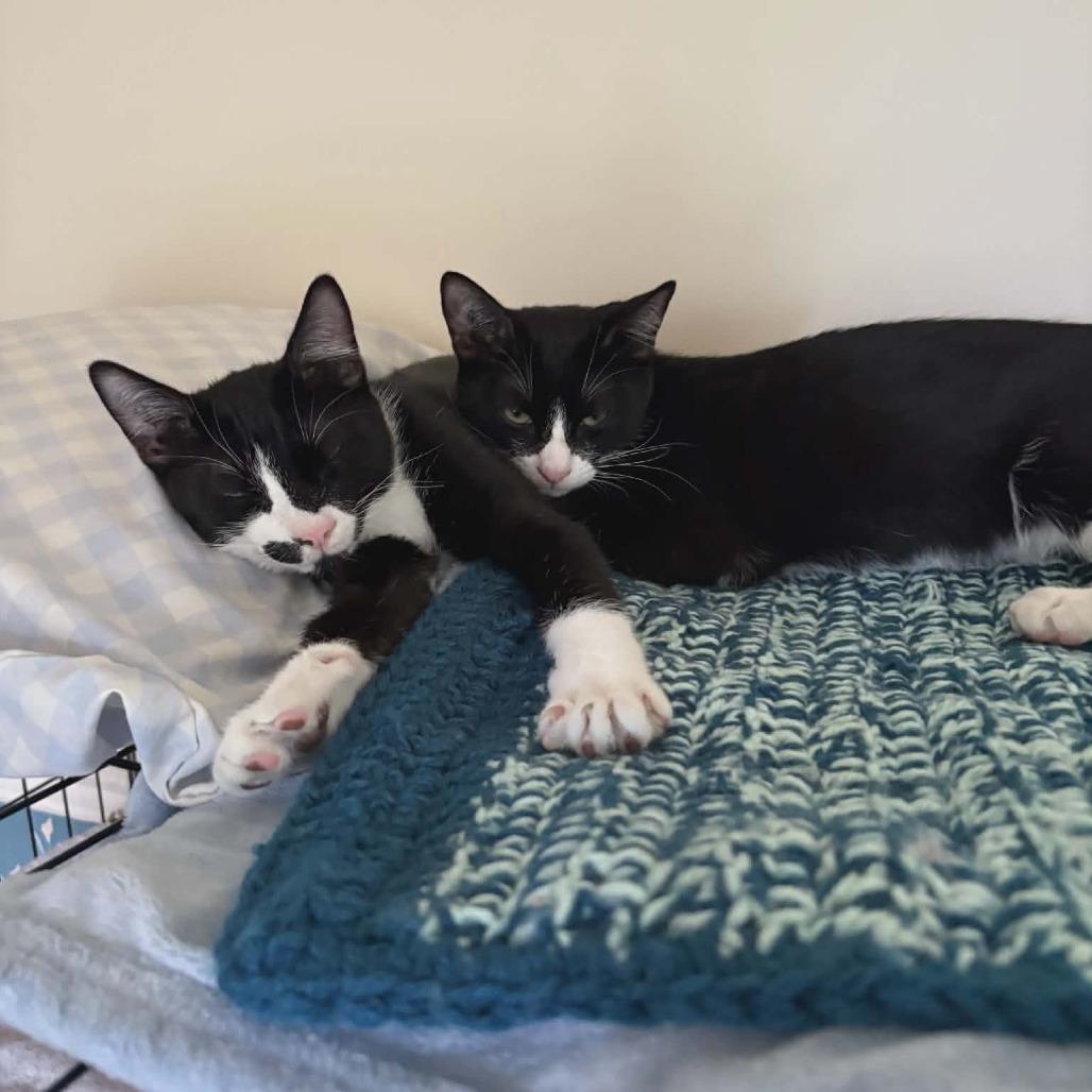 Enlarge Glozelle, a Adoptable Domestic Short Hair in Abbotsford, BC image 6/6