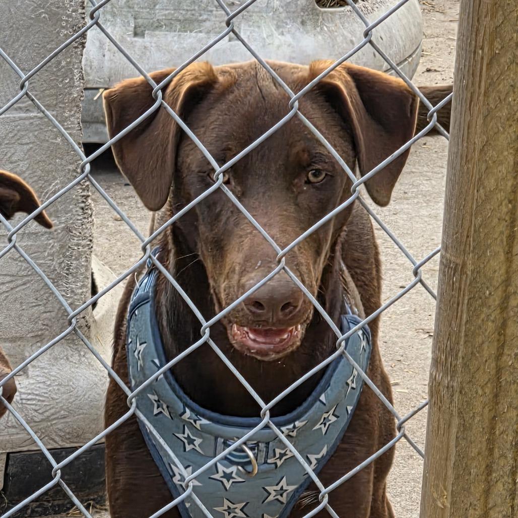 Patsy, Adoptable, Puppy Female Catahoula Leopard Dog & Doberman Pinscher.