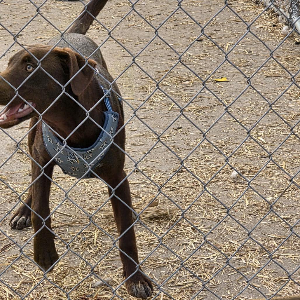 Patsy, a Adoptable mixed breed in Beulaville, NC image 3/5