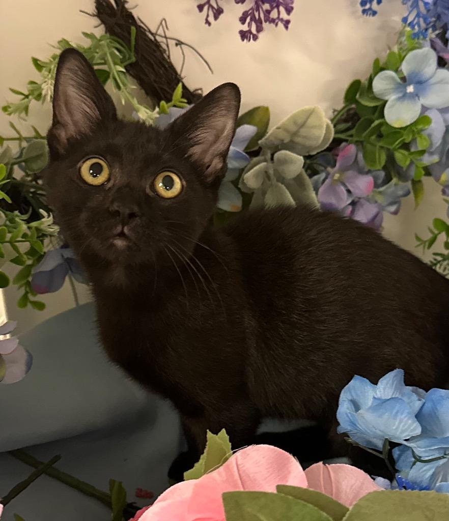 6/19/25 - Lady Bug, Adopted, Young Female Domestic Short Hair.