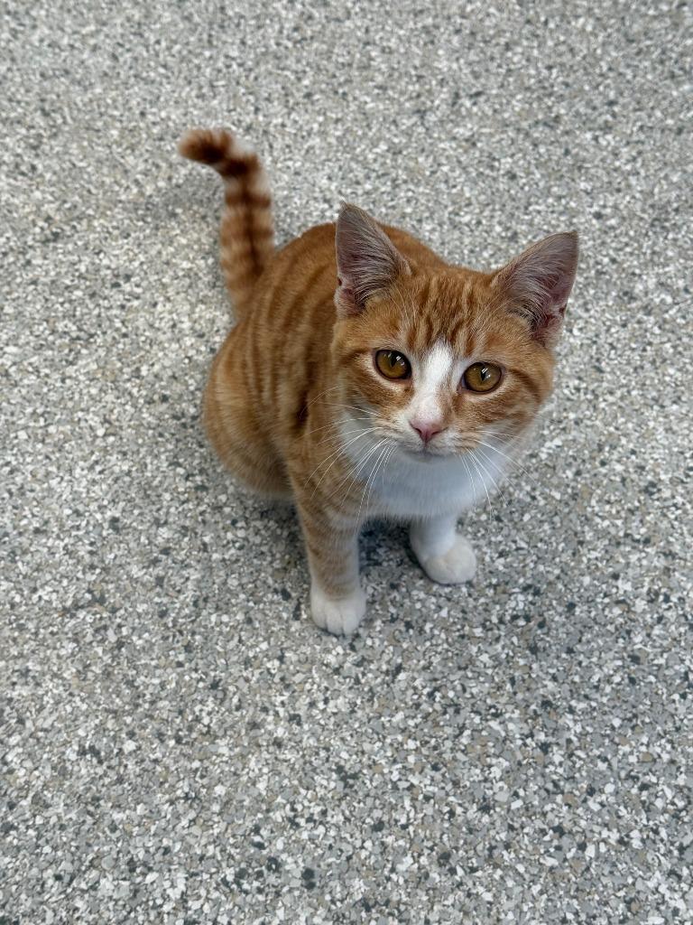Archie, Adoptable, Young Male Domestic Short Hair.