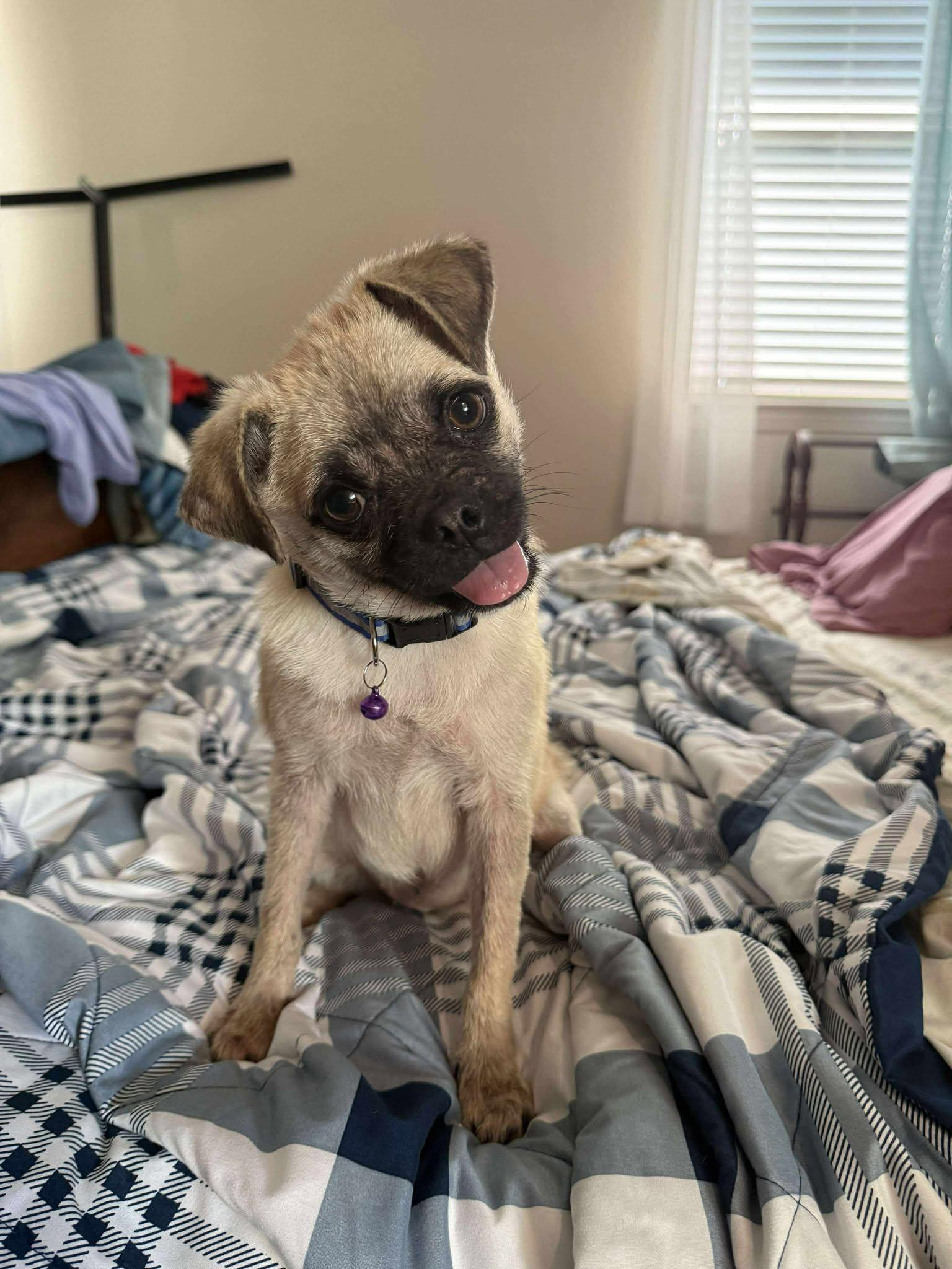 Harley, Adopted, Puppy Female Pug.