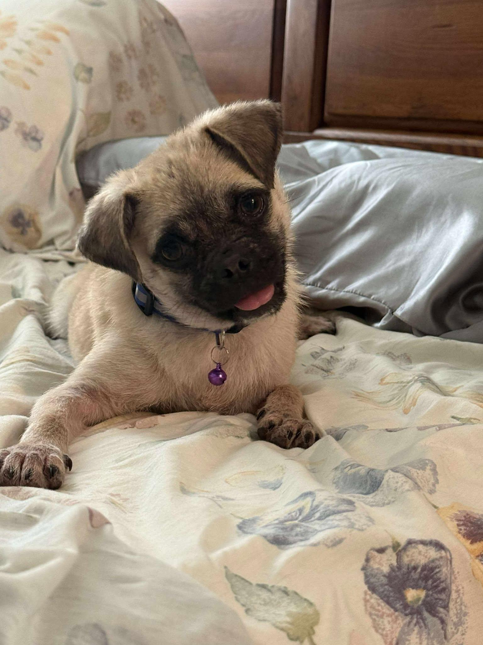 Harley, Adopted, Puppy Female Pug.