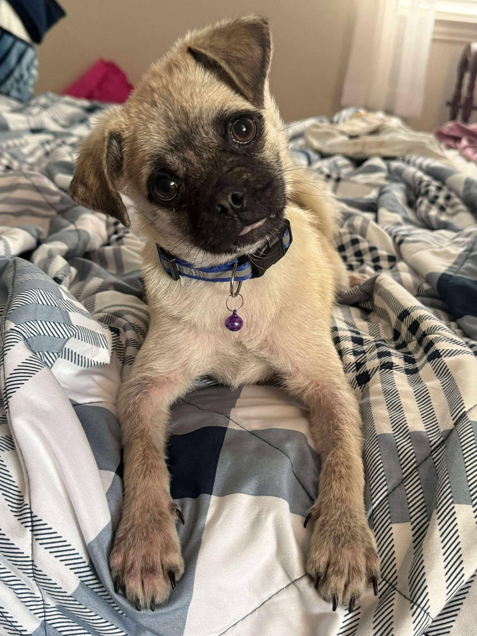Harley, Adopted, Puppy Female Pug.