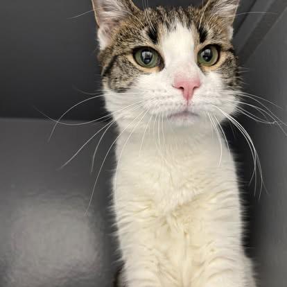 Cordelia , an adopted Domestic Short Hair in Staten Island, NY image 3/4