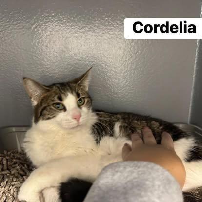 Cordelia , an adopted Domestic Short Hair in Staten Island, NY image 2/4