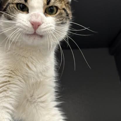 Cordelia , an adopted Domestic Short Hair in Staten Island, NY image 1/4