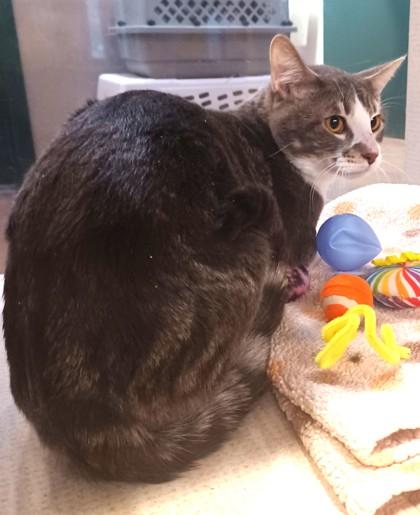 Enlarge Simon, a Adoptable Domestic Short Hair in Stanwood, WA image 1/1