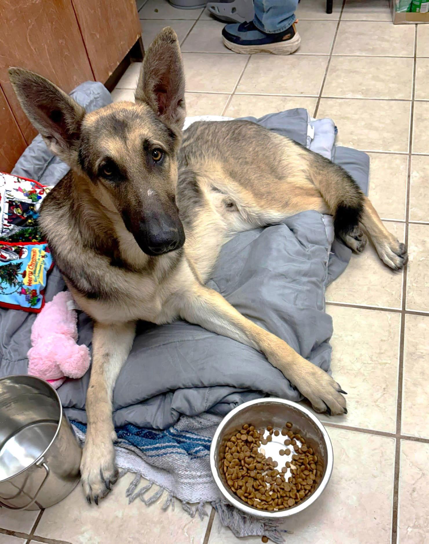 Ruger GSD TX, Adoptable, Adult Male German Shepherd Dog.