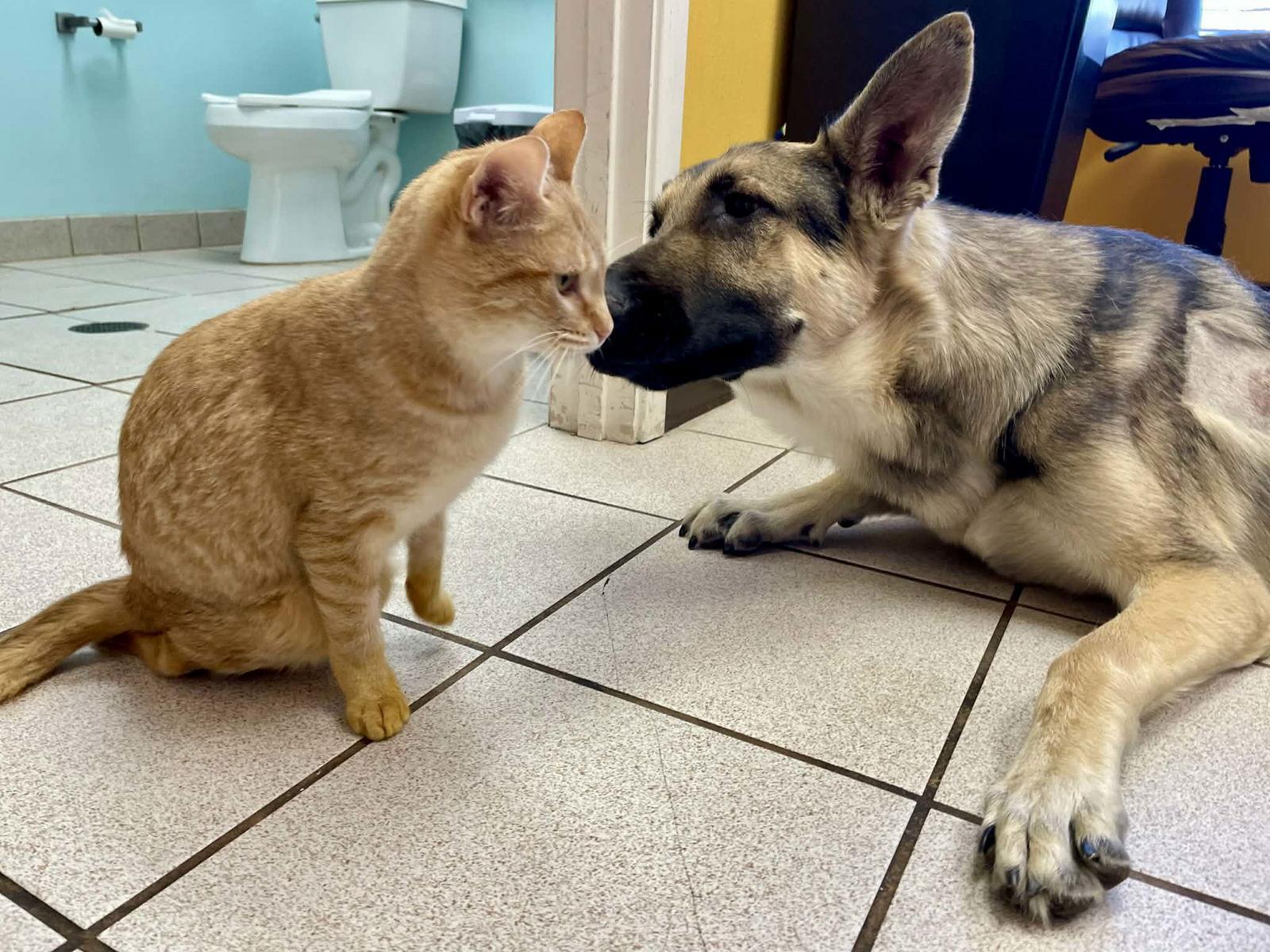 Enlarge Ruger GSD TX, a Adoptable German Shepherd Dog in Boonton, NJ image 2/3