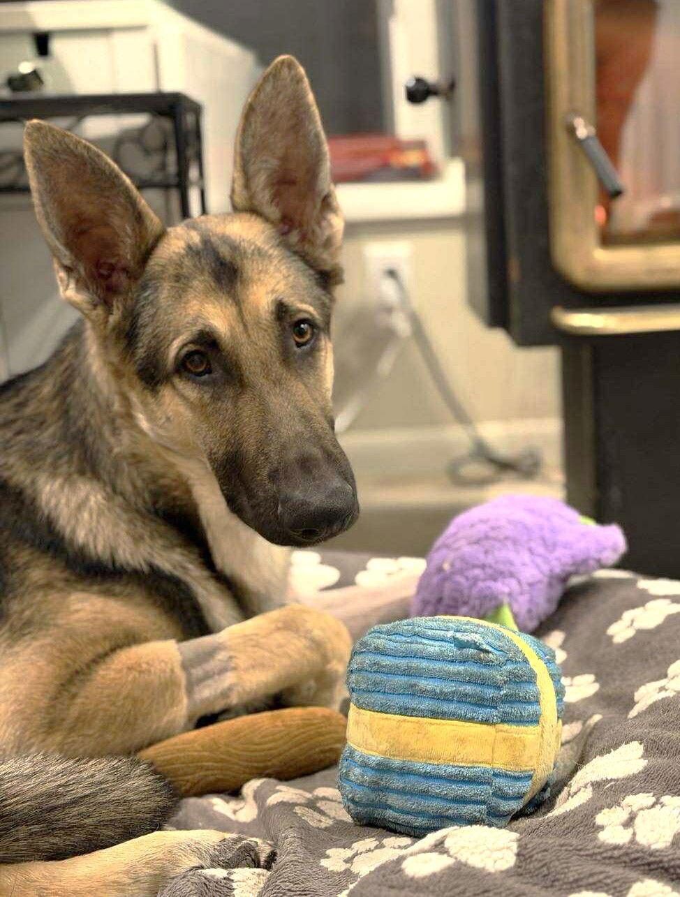 Ruger GSD TX, Adoptable, Adult Male German Shepherd Dog.