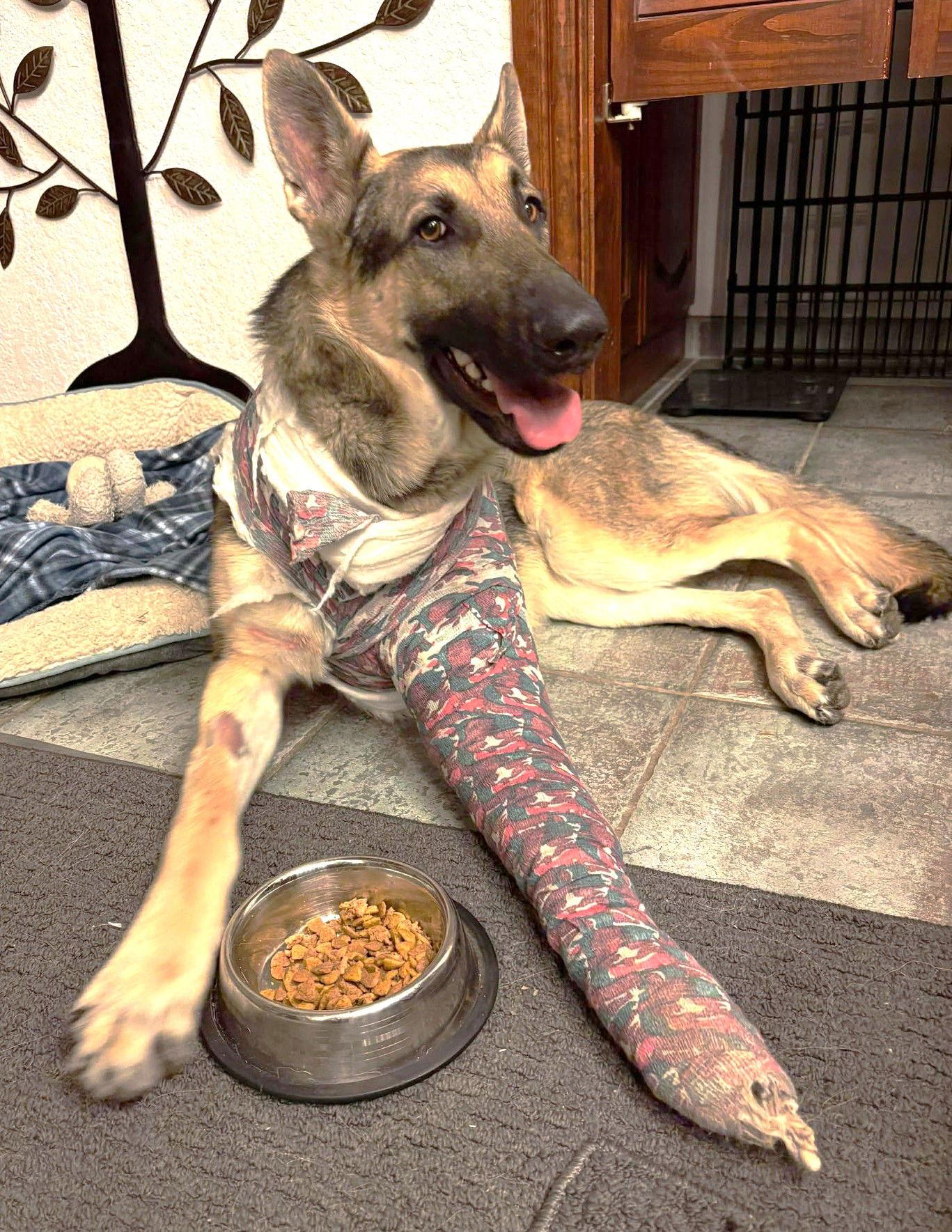 Enlarge Ruger GSD TX, a Adoptable German Shepherd Dog in Boonton, NJ image 2/3