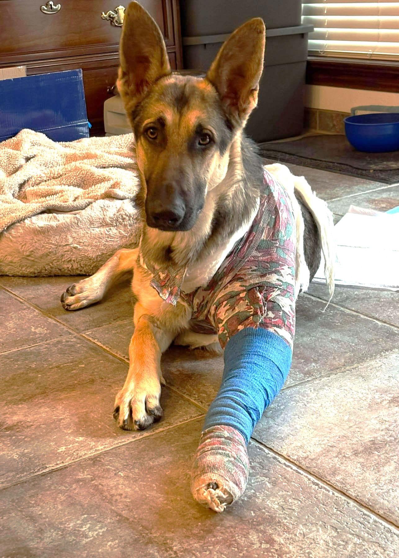 Enlarge Ruger GSD TX, a Adoptable German Shepherd Dog in Boonton, NJ image 3/3