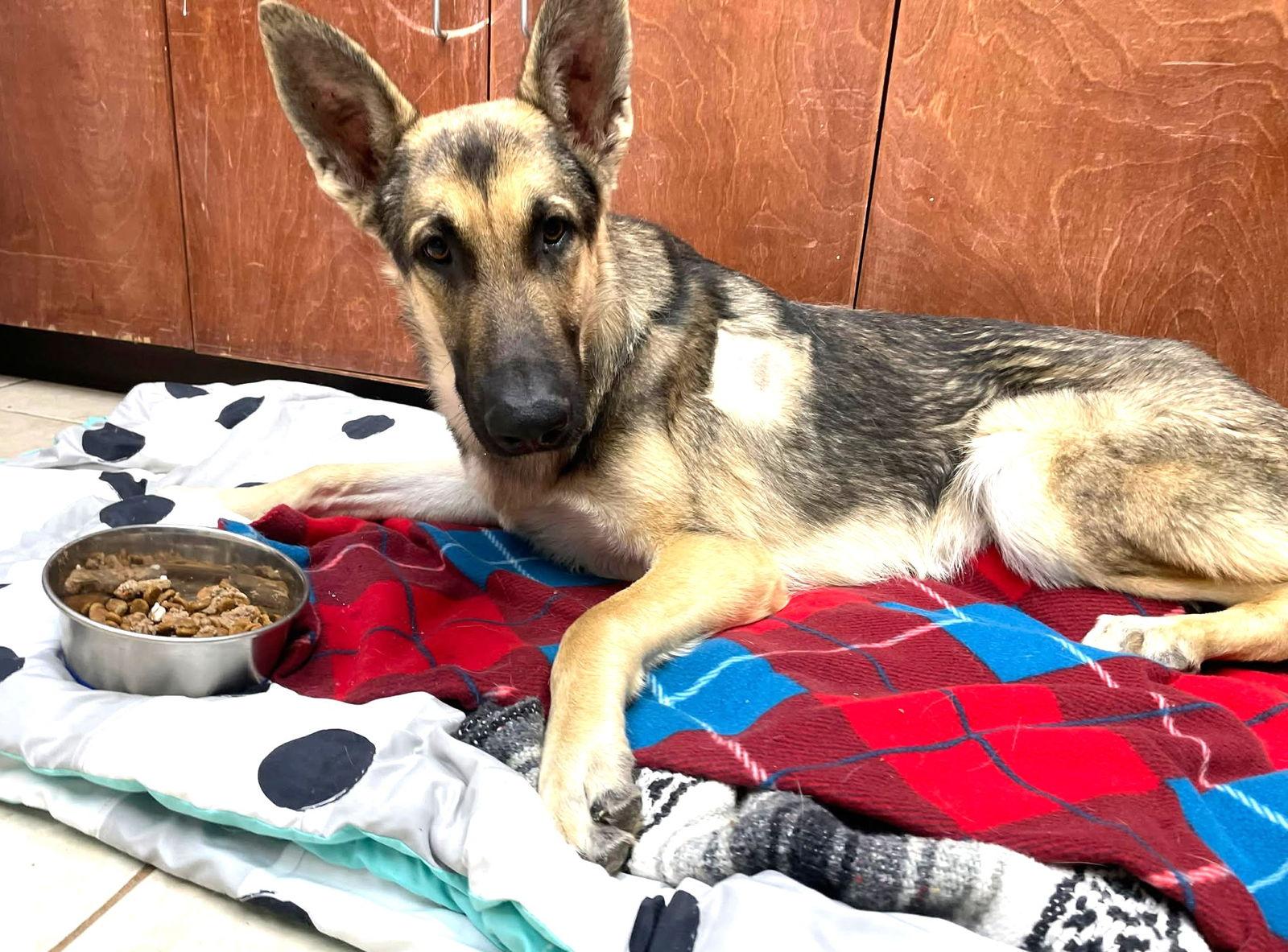 Enlarge Ruger GSD TX, a Adoptable German Shepherd Dog in Boonton, NJ image 3/3