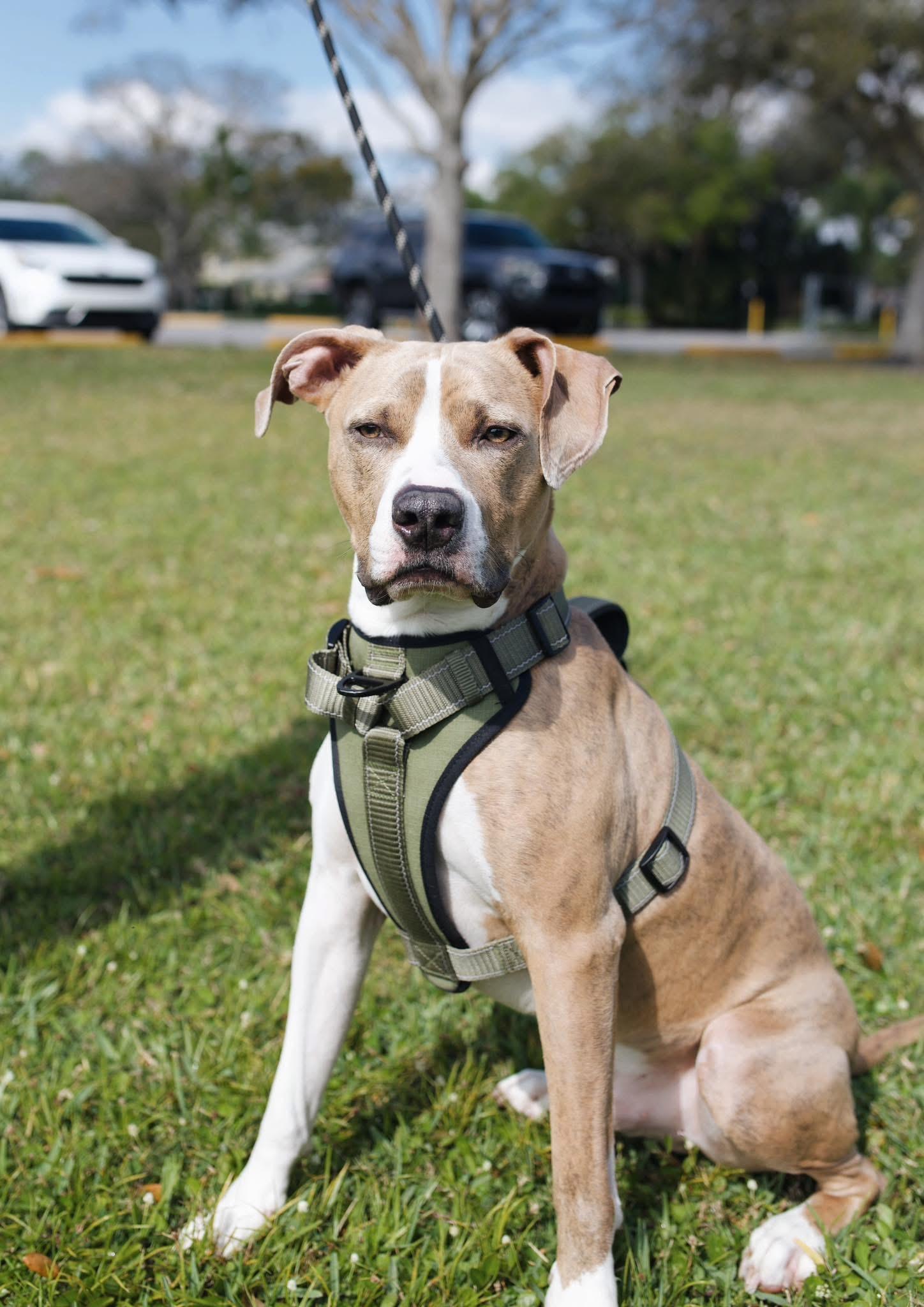 Benny photo 1