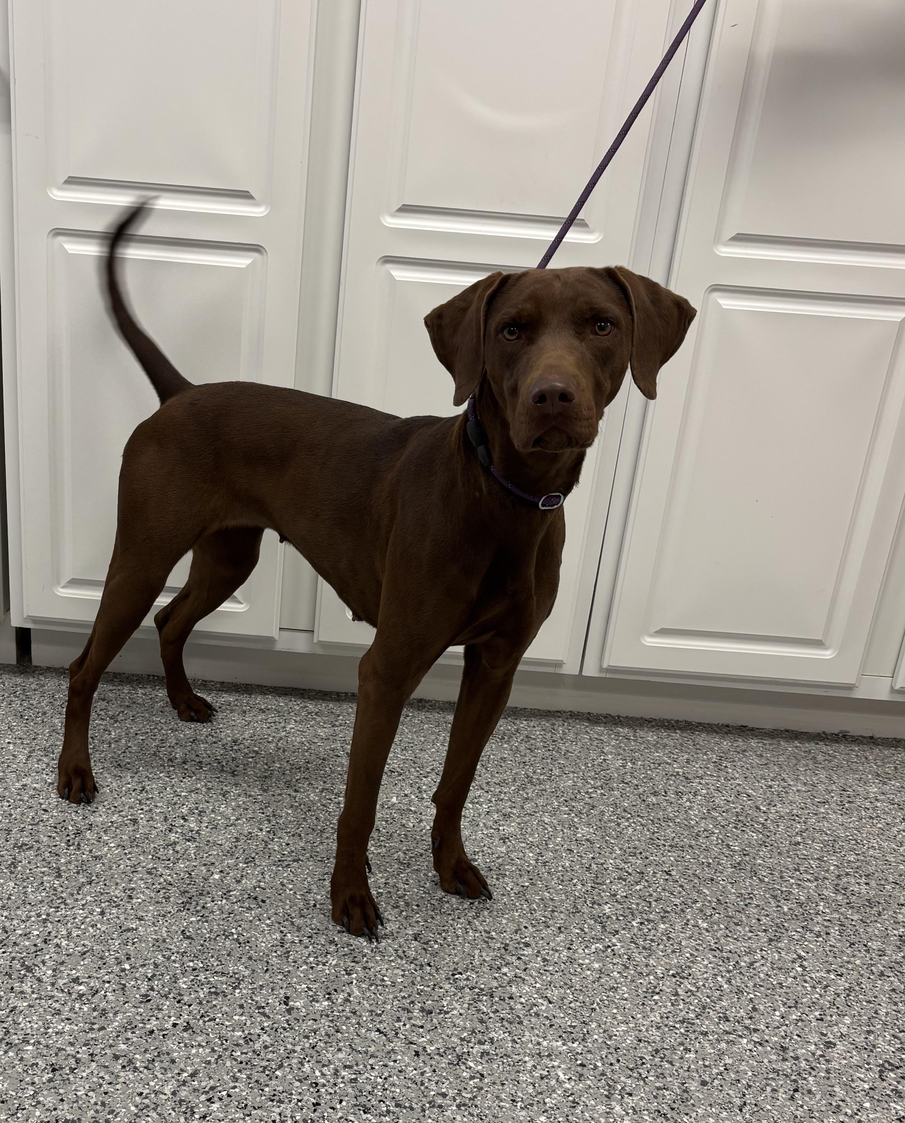 Rosie, an adoptable German Shorthaired Pointer, Chesapeake Bay Retriever in Torrington, WY, 82240 | Photo Image 2