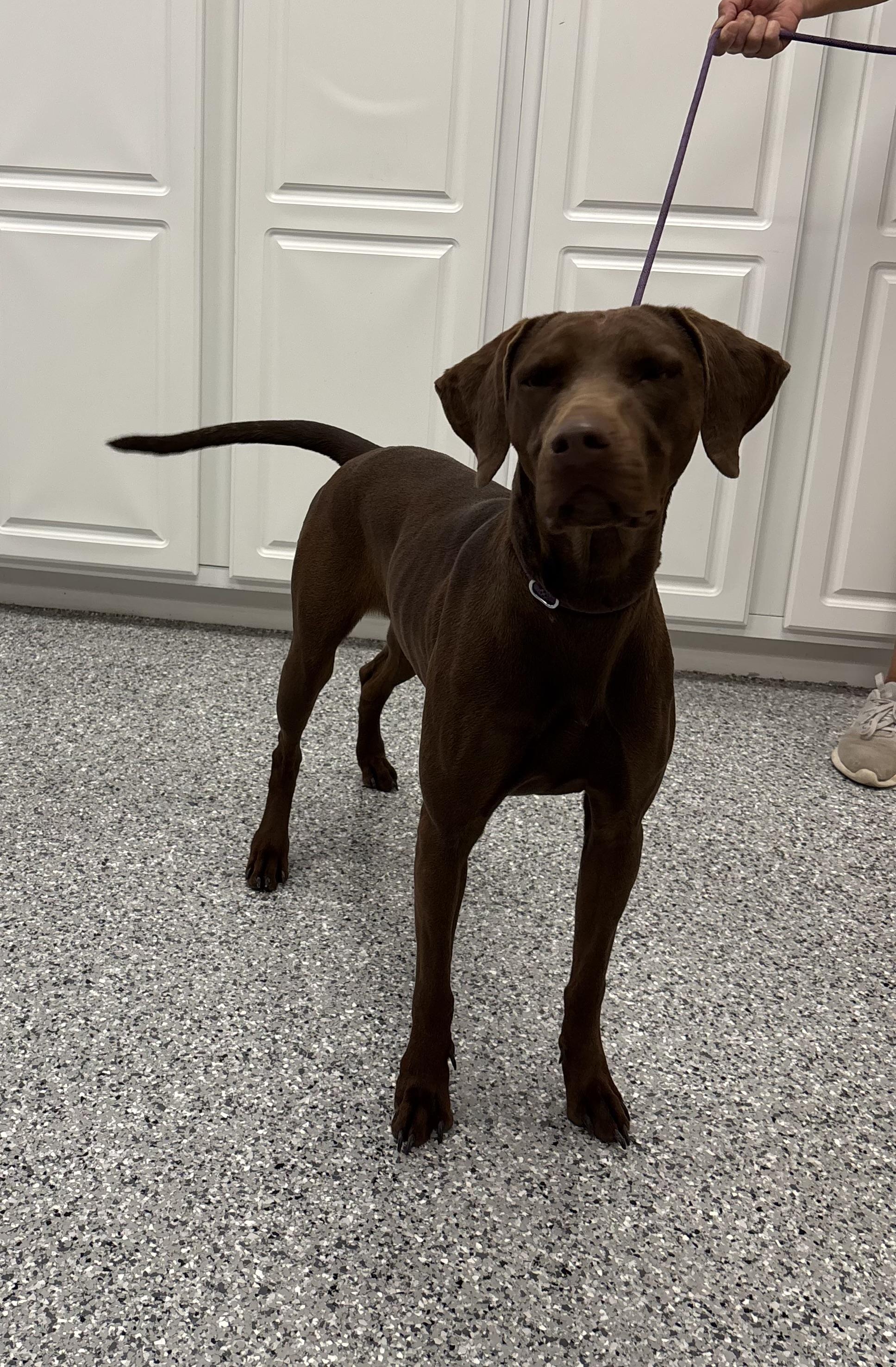 Rosie, an adoptable German Shorthaired Pointer, Chesapeake Bay Retriever in Torrington, WY, 82240 | Photo Image 1