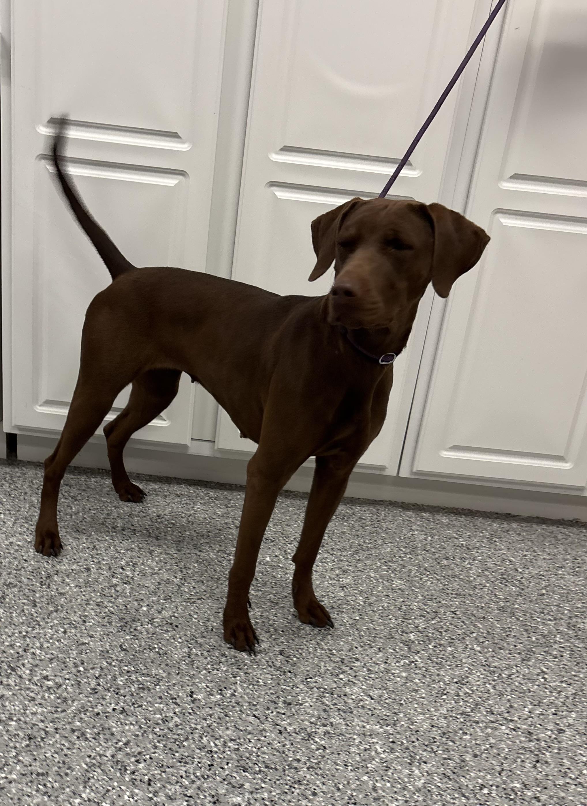 Rosie, an adoptable German Shorthaired Pointer, Chesapeake Bay Retriever in Torrington, WY, 82240 | Photo Image 3