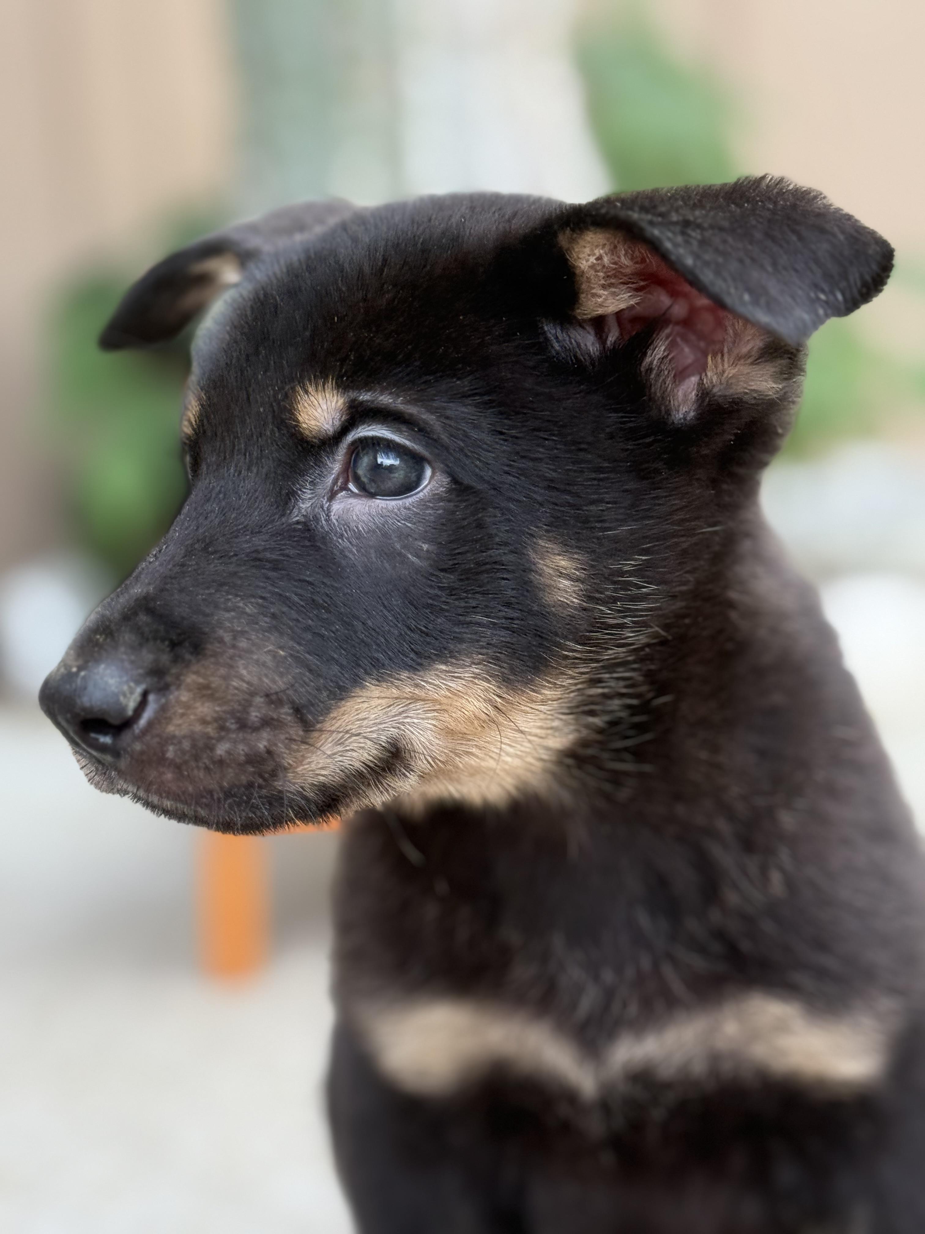 Zion , adopted, Puppy Male German Shepherd Dog & Rottweiler.