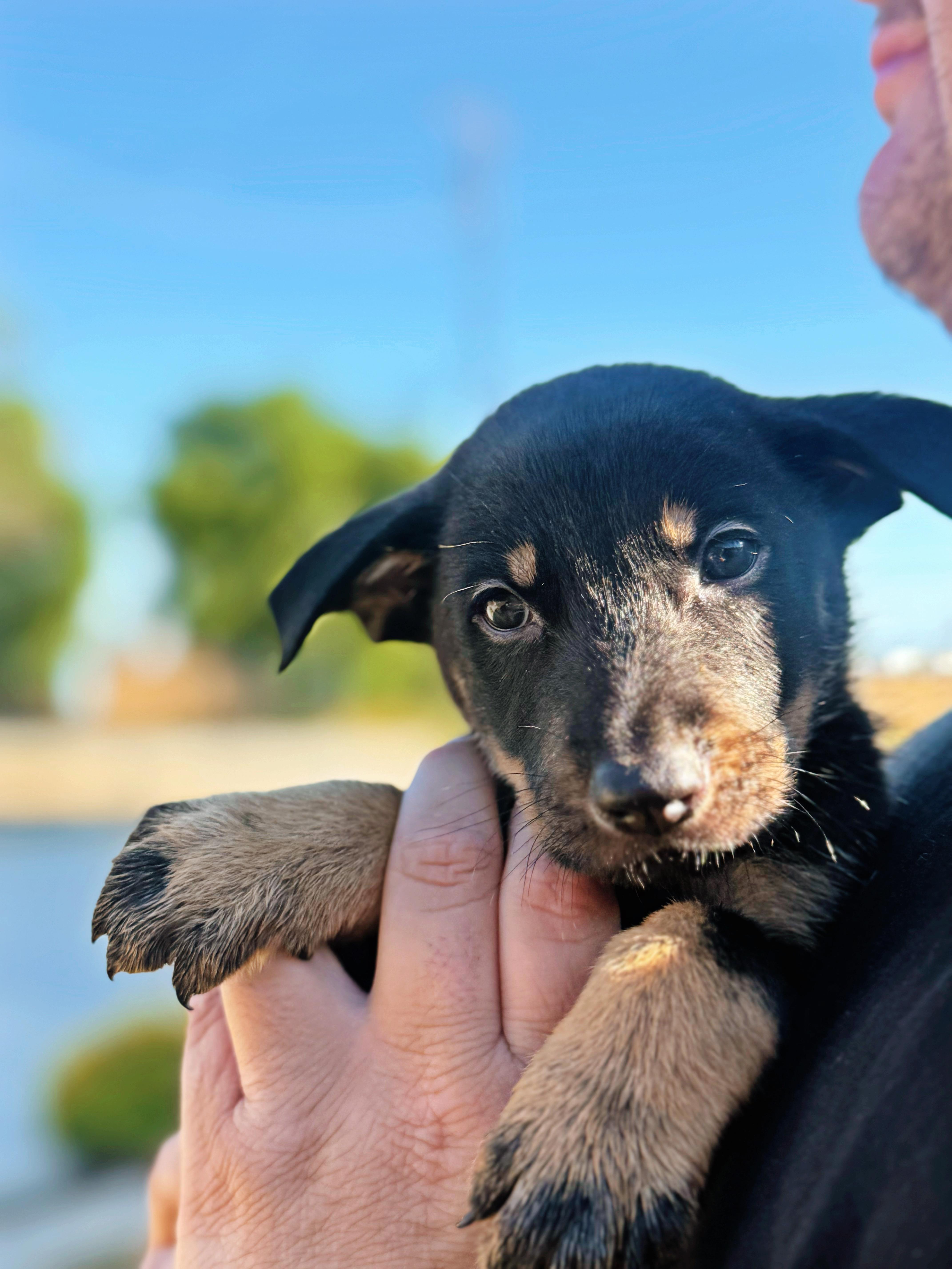 Enlarge Zion , a ADOPTABLE mixed breed in salt lake city, UT image 1/3