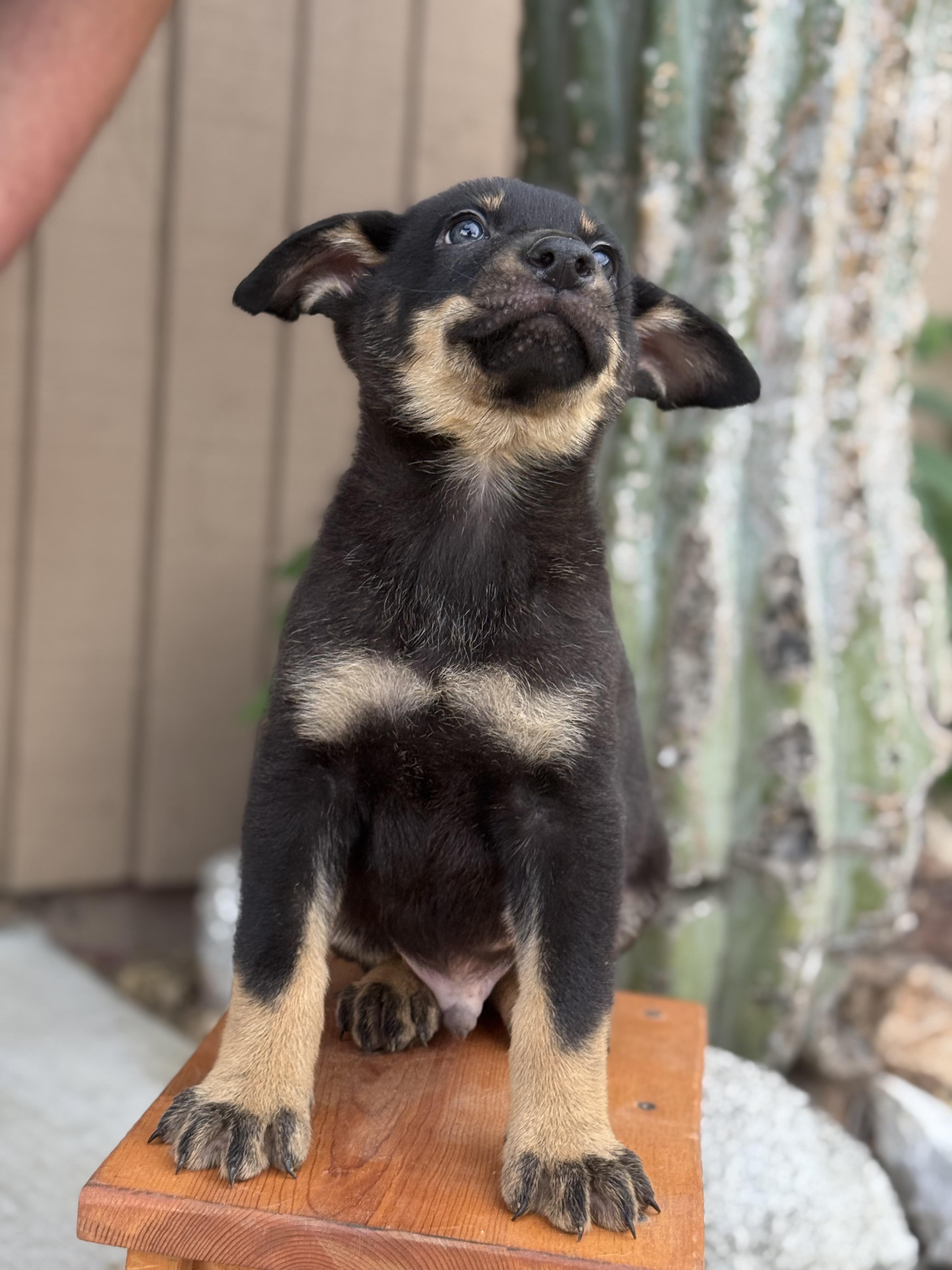 Zion , an adopted mixed breed in salt lake city, UT image 3/6