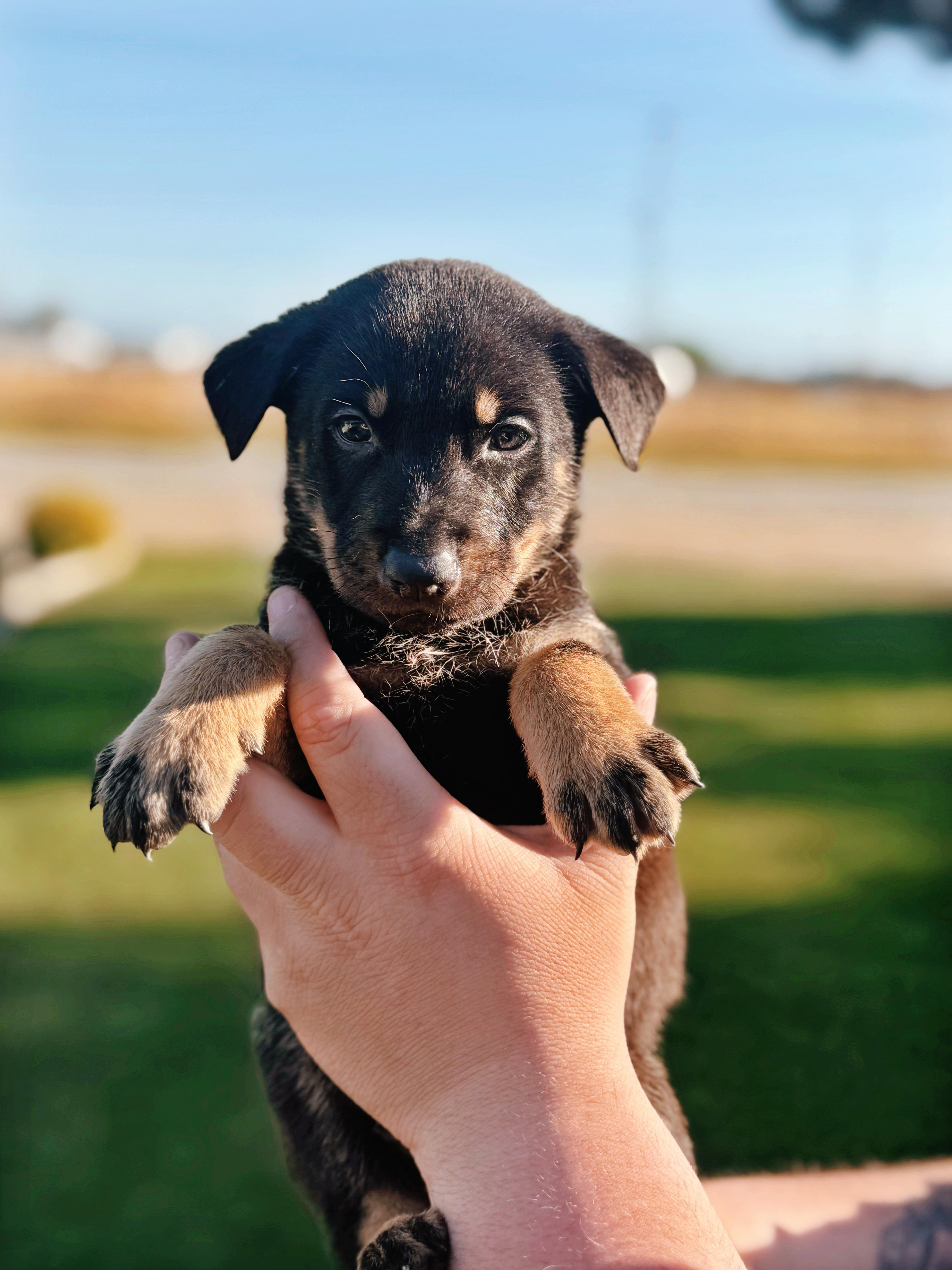 Enlarge Zion , a ADOPTABLE mixed breed in salt lake city, UT image 2/3