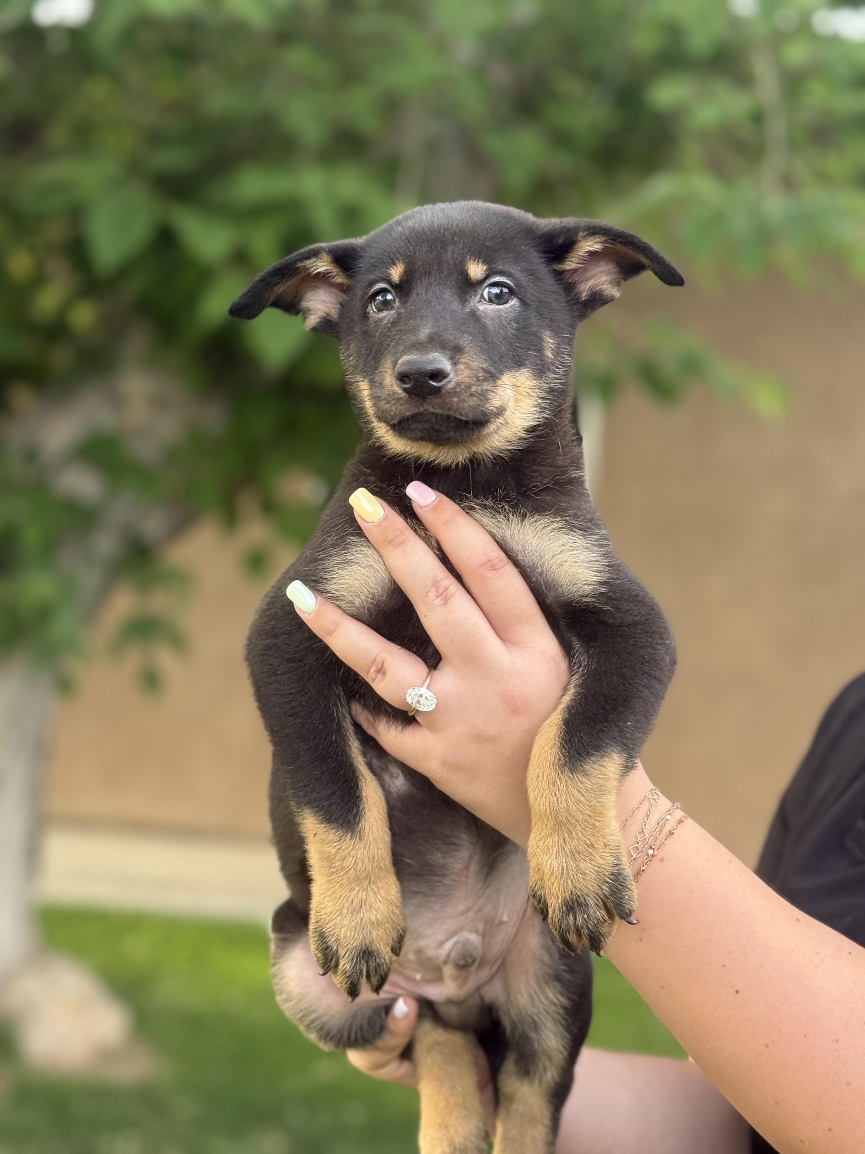 Zion , an adopted mixed breed in salt lake city, UT image 5/6