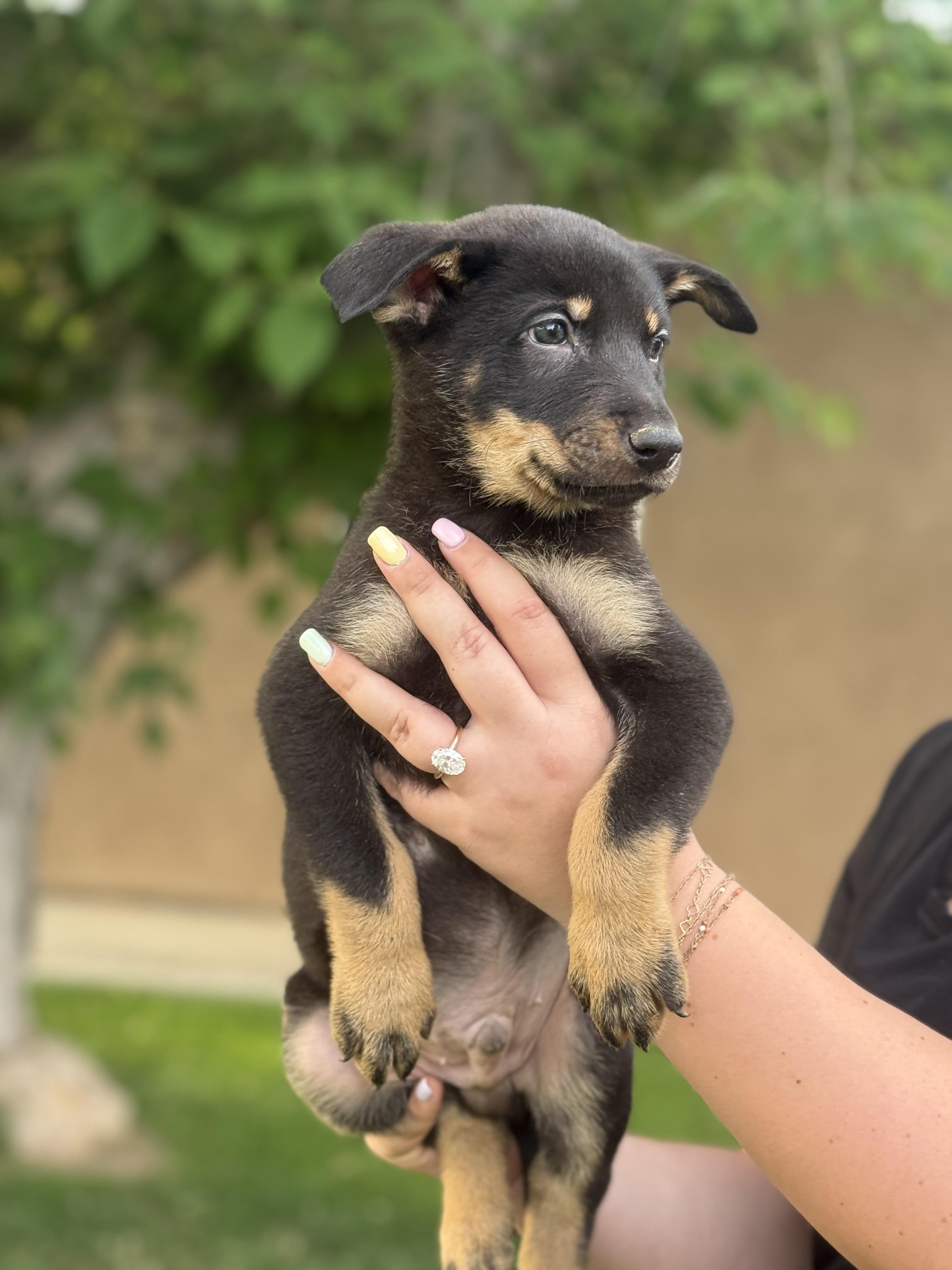 Zion , an adopted mixed breed in salt lake city, UT image 6/6