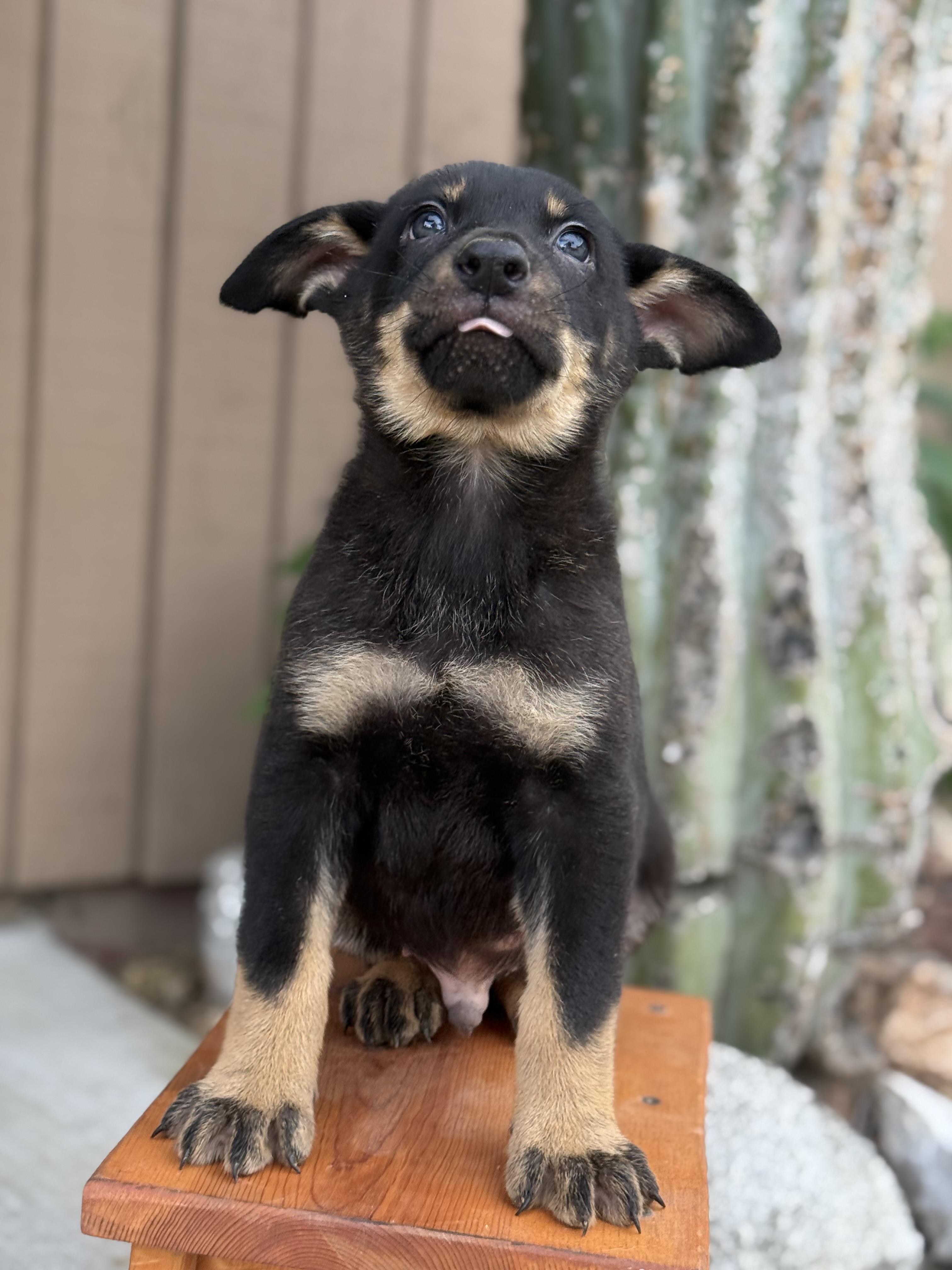 Zion , an adopted mixed breed in salt lake city, UT image 4/6