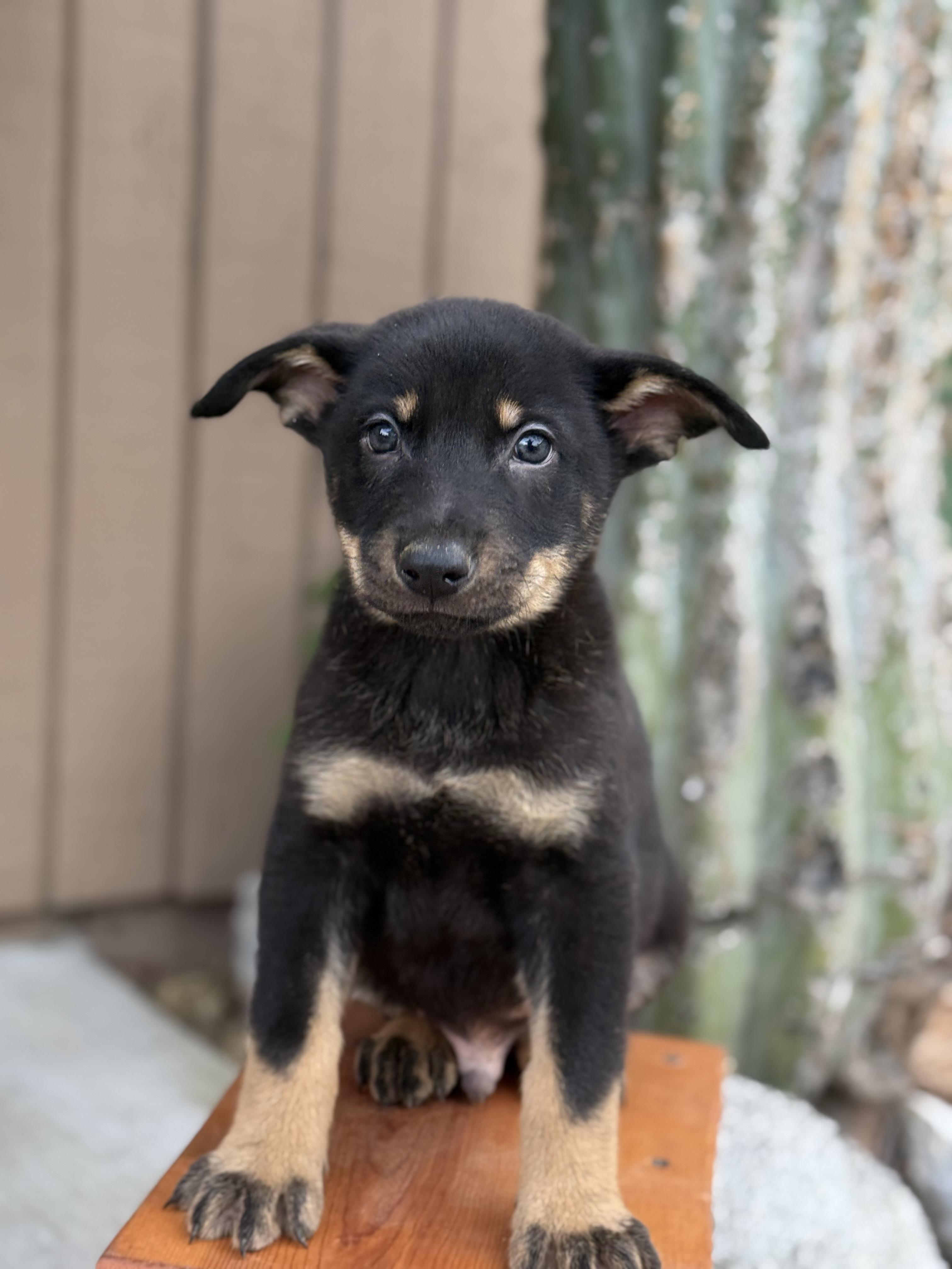 Zion , an adopted mixed breed in salt lake city, UT image 2/6