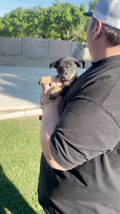 Enlarge Zion , a ADOPTABLE mixed breed in salt lake city, UT video 3/3