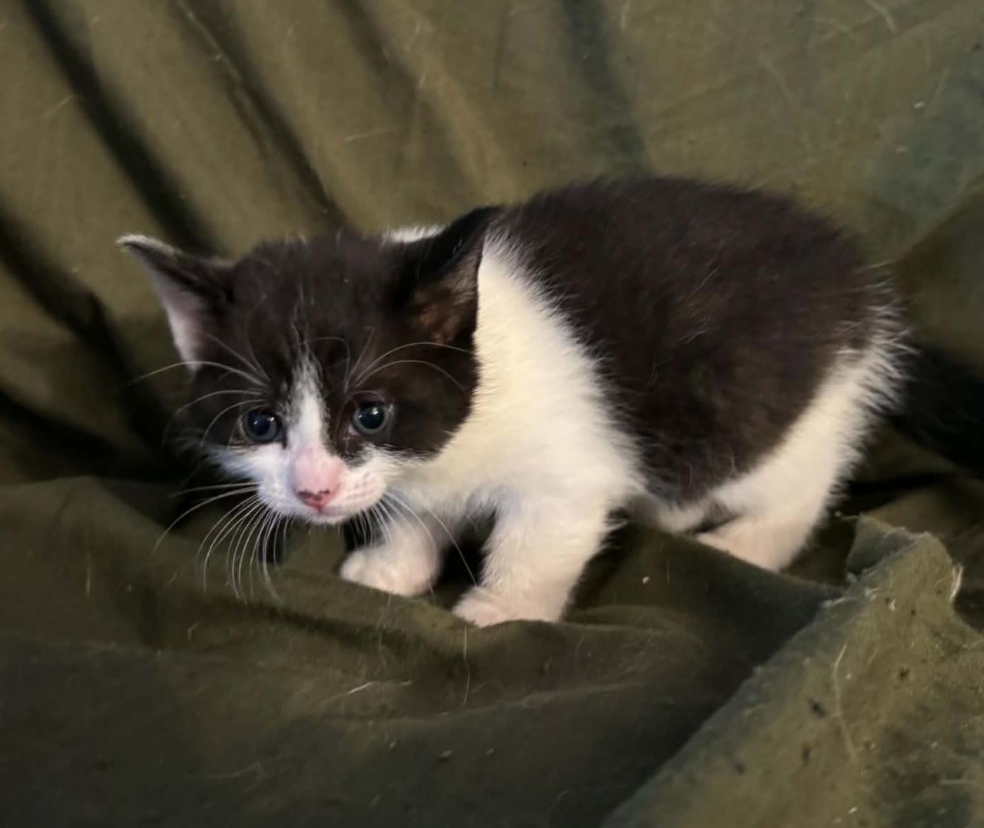Cassiopeia, an adopted Domestic Short Hair in Ontario, NY image 2/2