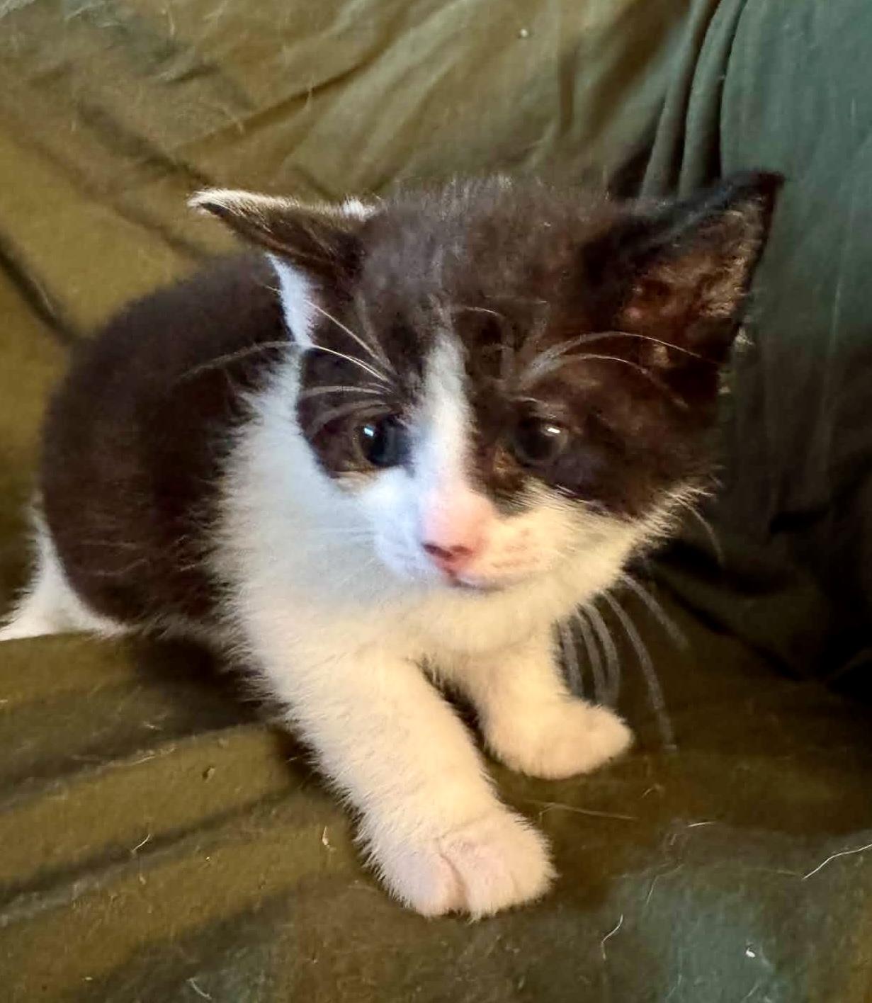 Cassiopeia, adopted, Kitten Female Domestic Short Hair.