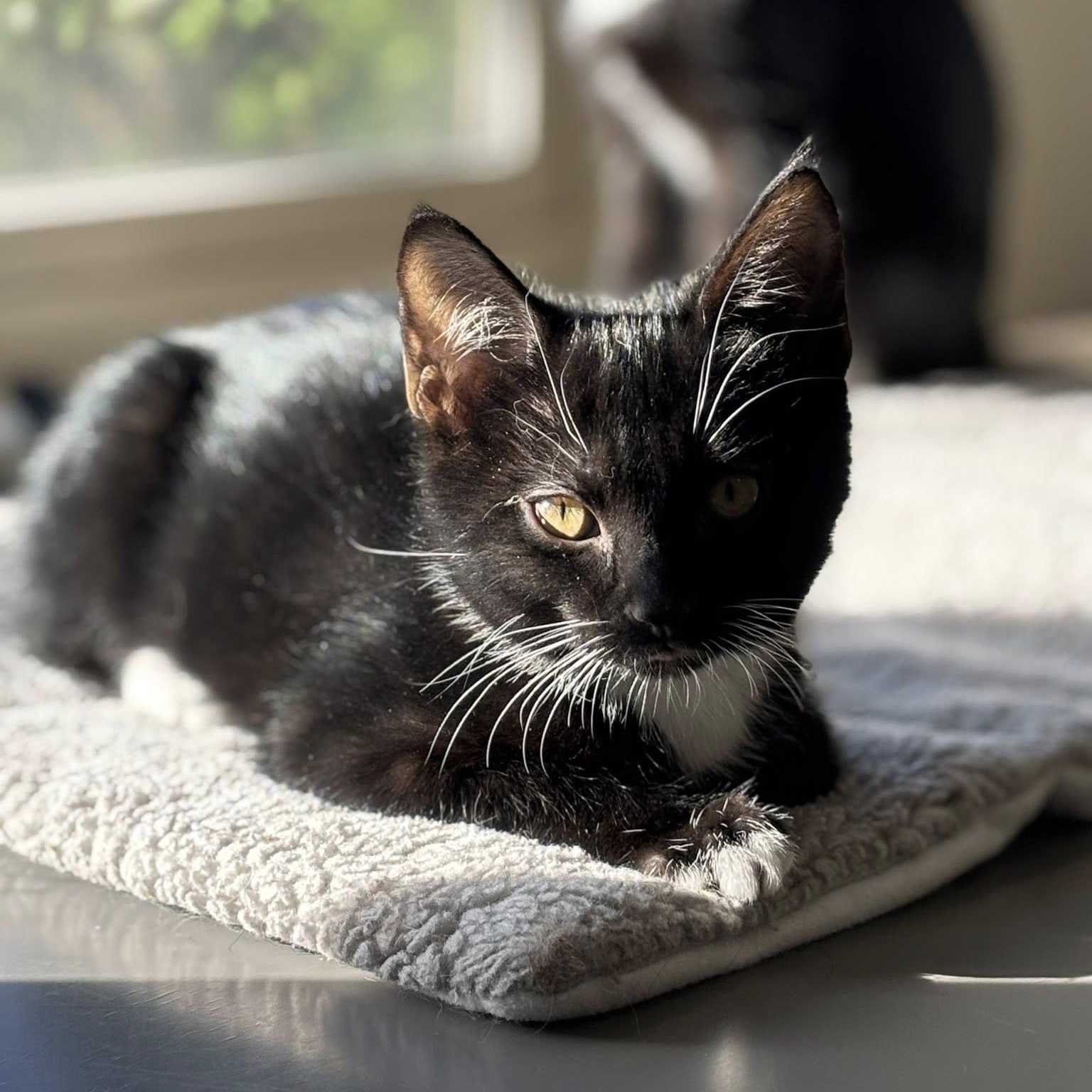 Cane, an adoptable Domestic Short Hair in Queen Creek, AZ image 2/5