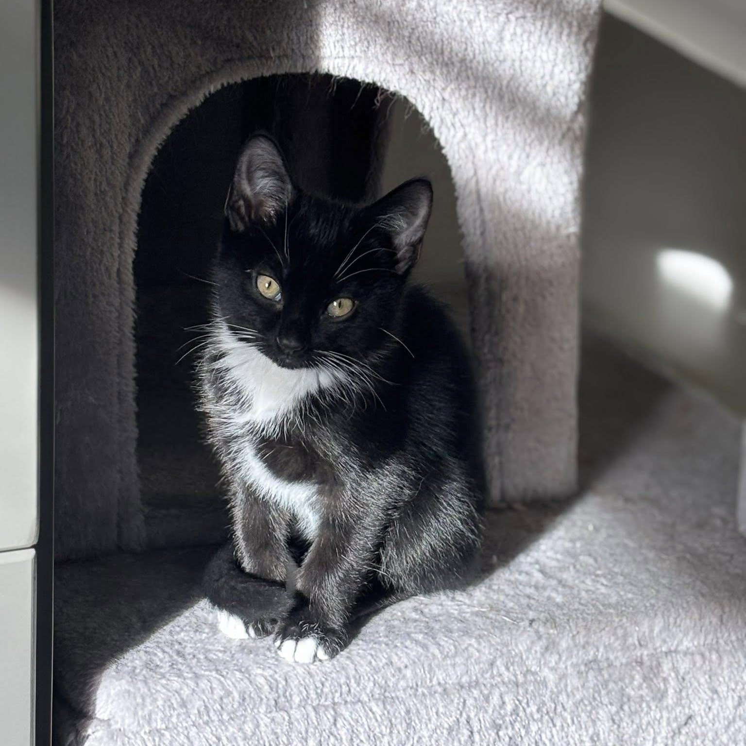 Cane, adoptable, Kitten Male Domestic Short Hair.