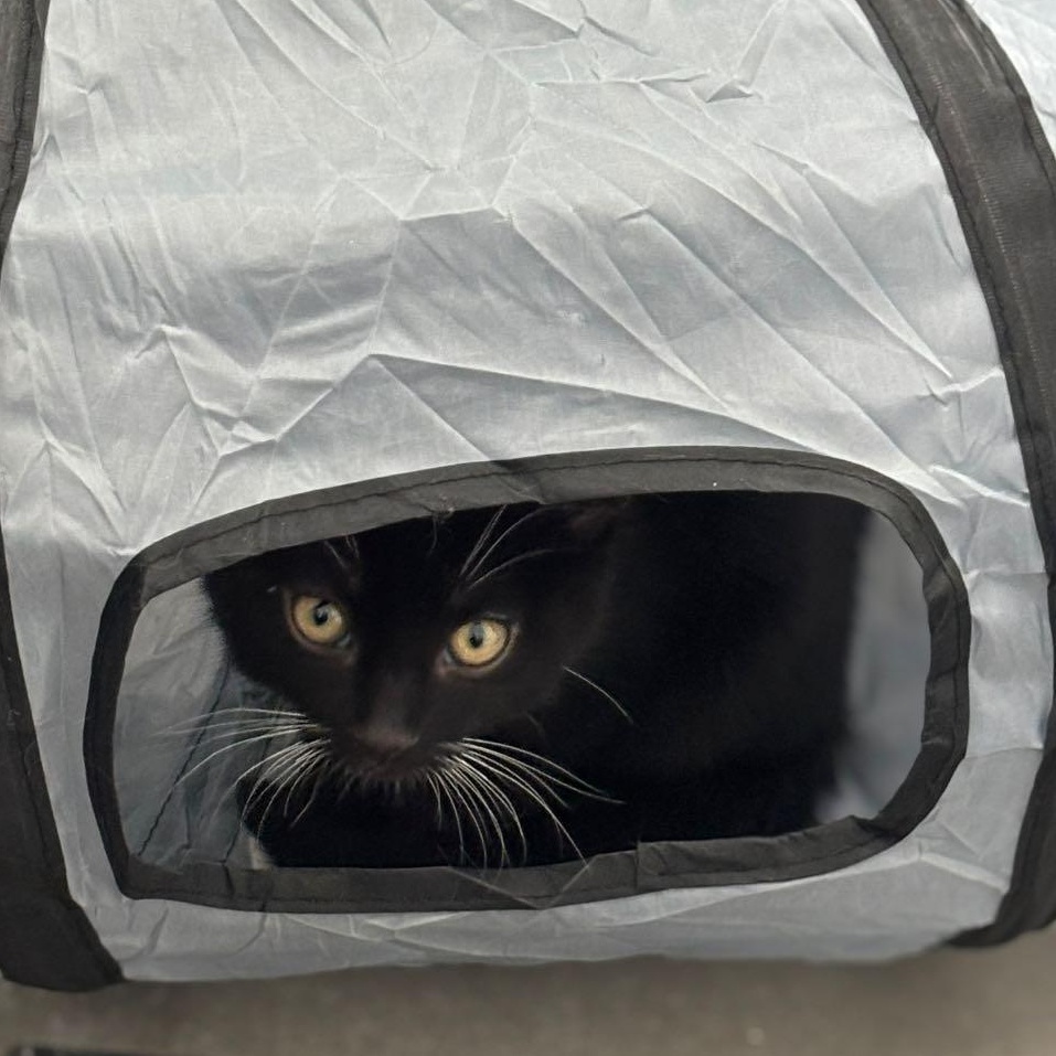 Cane, an adoptable Domestic Short Hair in Queen Creek, AZ image 3/5